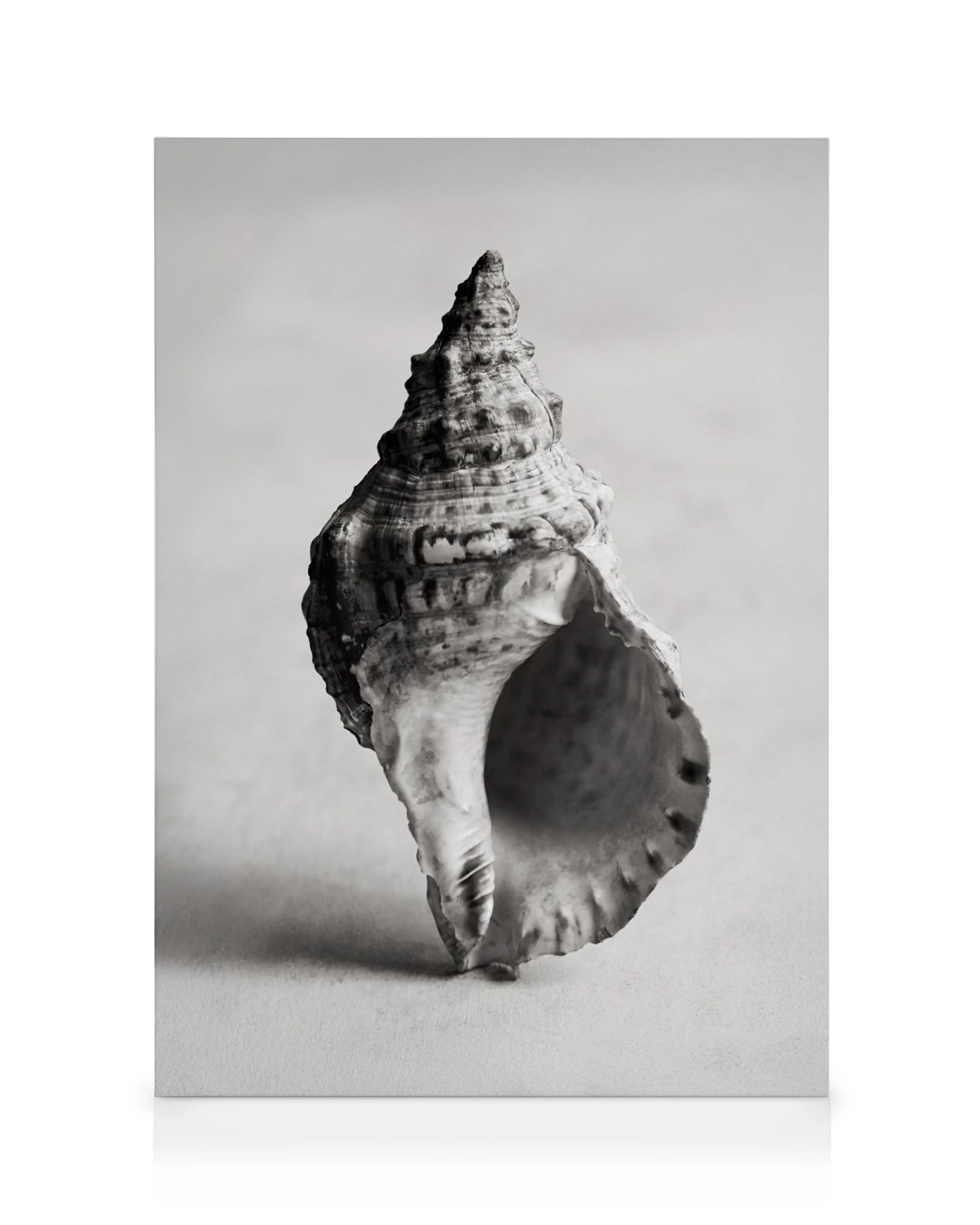 Lienzo de una caracola en blanco y negro, con detalles texturizados, sobre un fondo claro y liso.