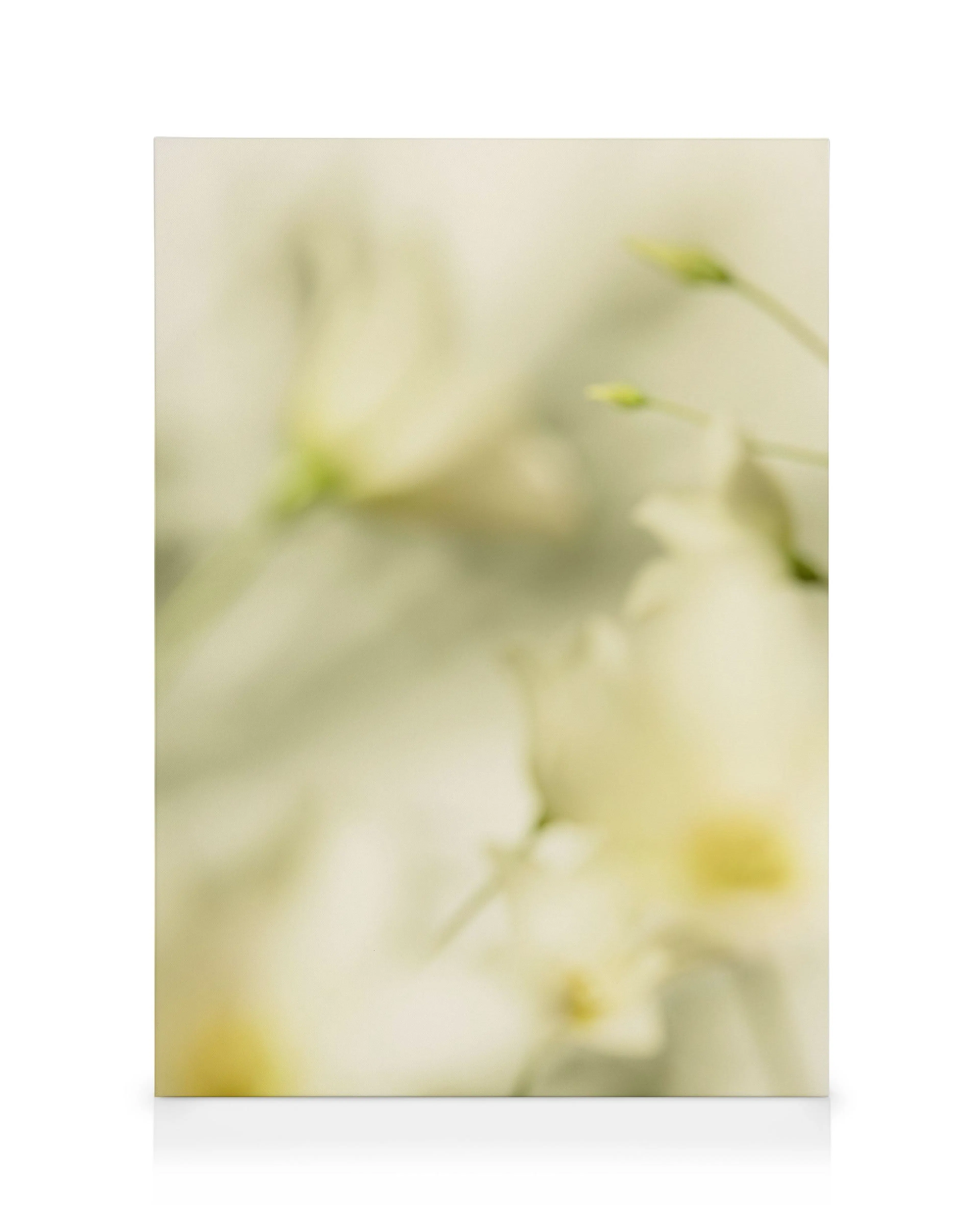 Flourish Lienzo 0