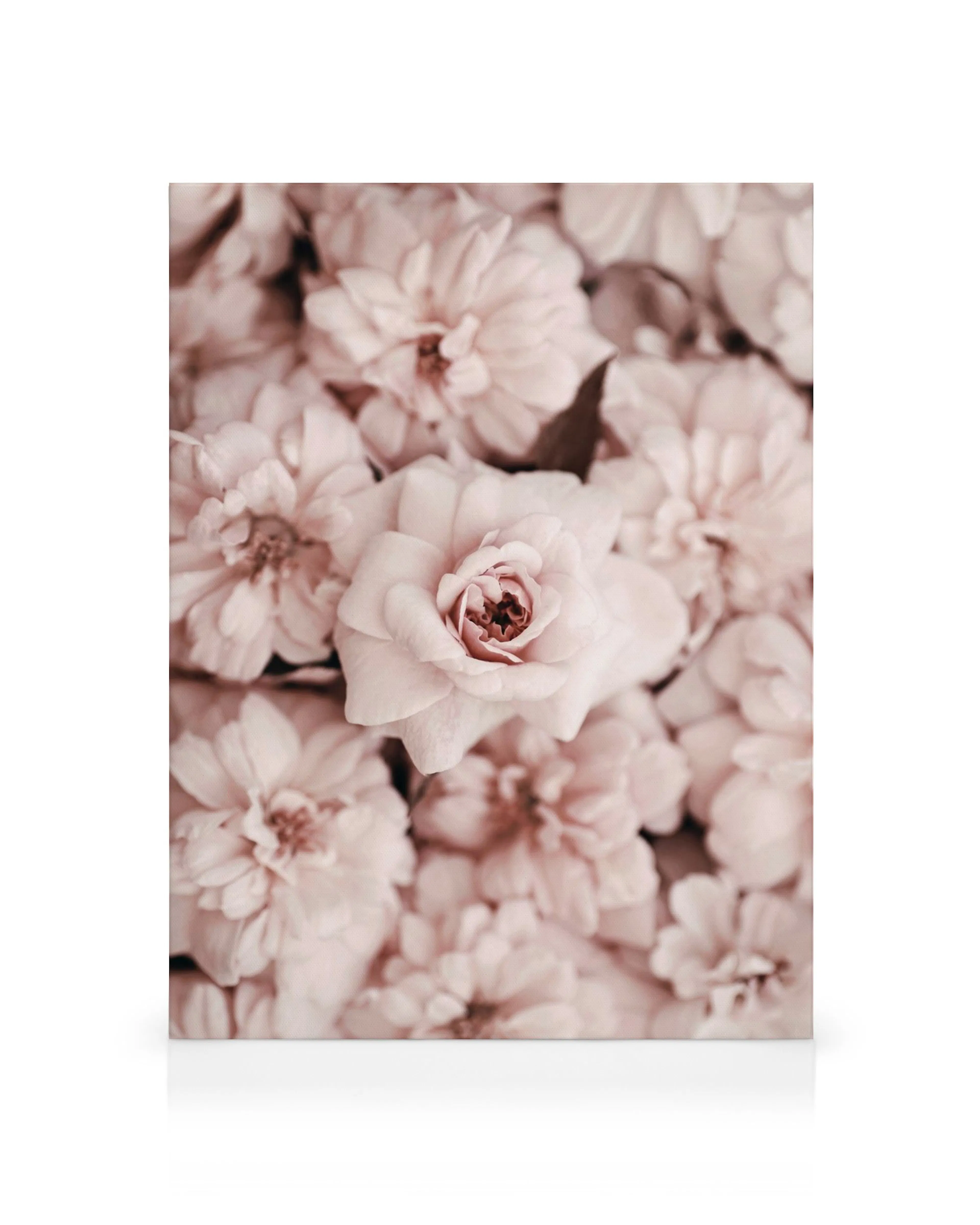 Leinwandbild mit pastellfarbenen Rosen und anderen Blüten, die dicht aneinander liegen. Eine einzelne Blüte ist scharf im Vorder