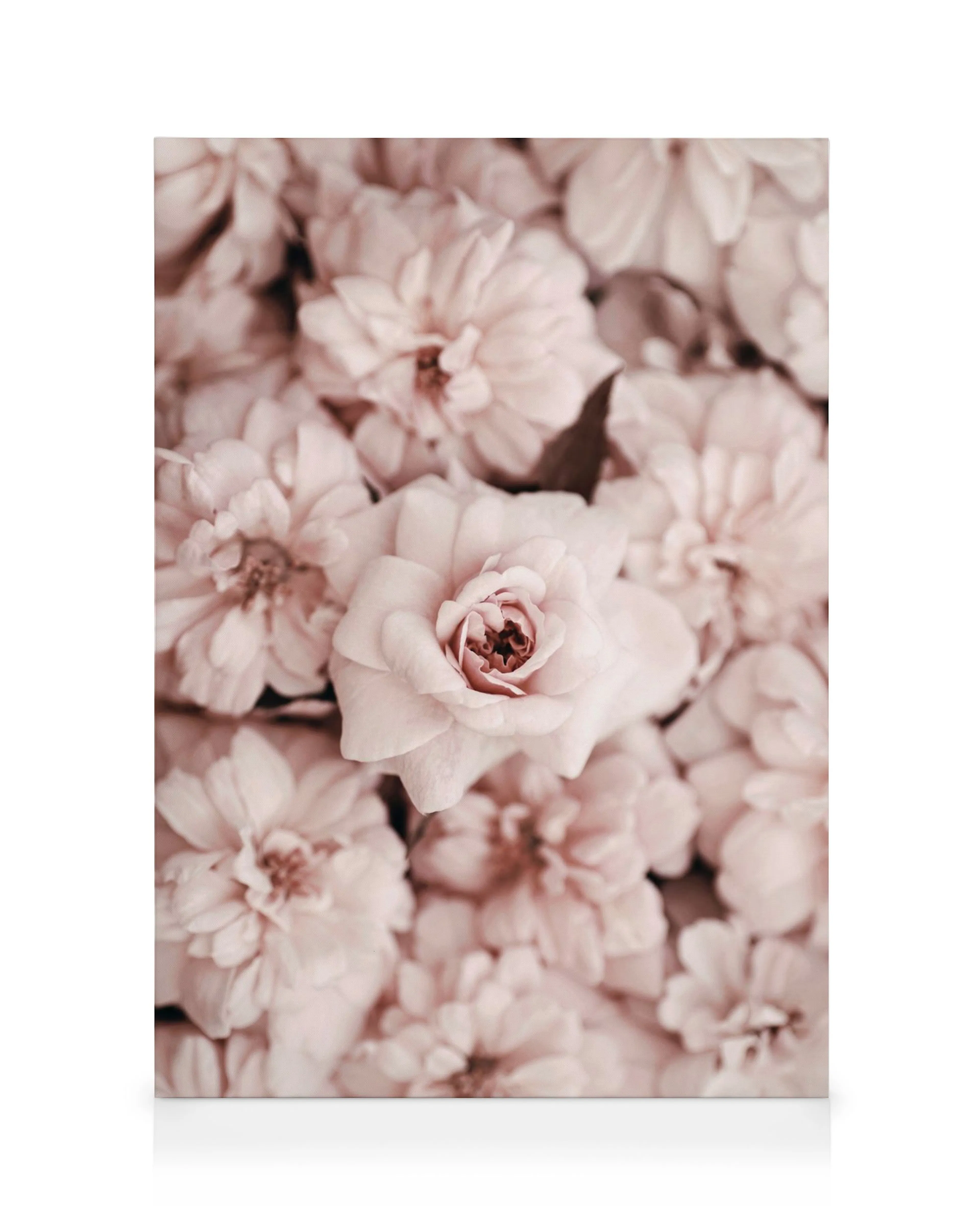 Canvastavla med en mjuk rosa blomma omgiven av suddiga kronblad mot en vit bakgrund, blommotiv.