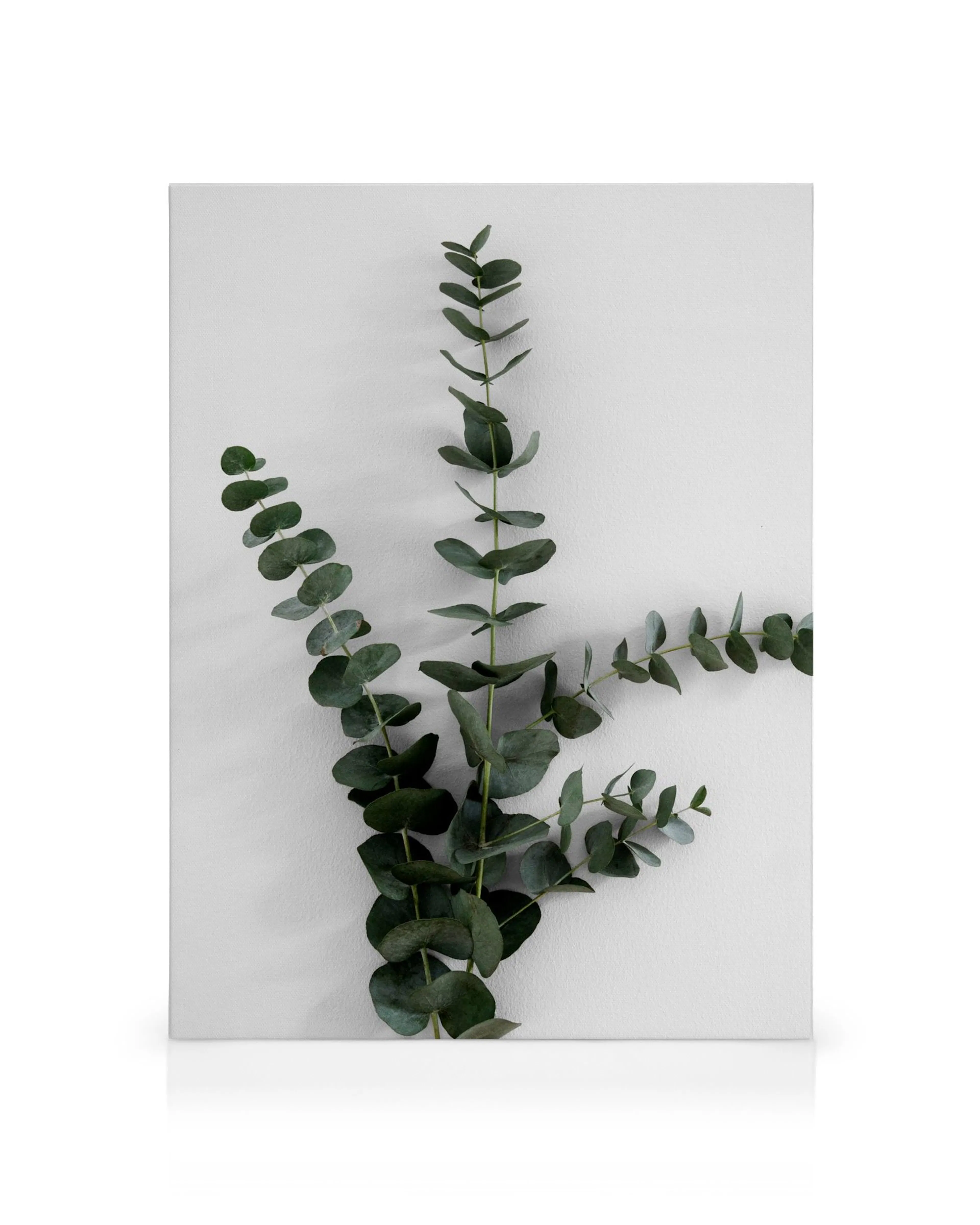Green eucalyptus branch canvas print with dark leaves against a light background, showcasing natural texture.