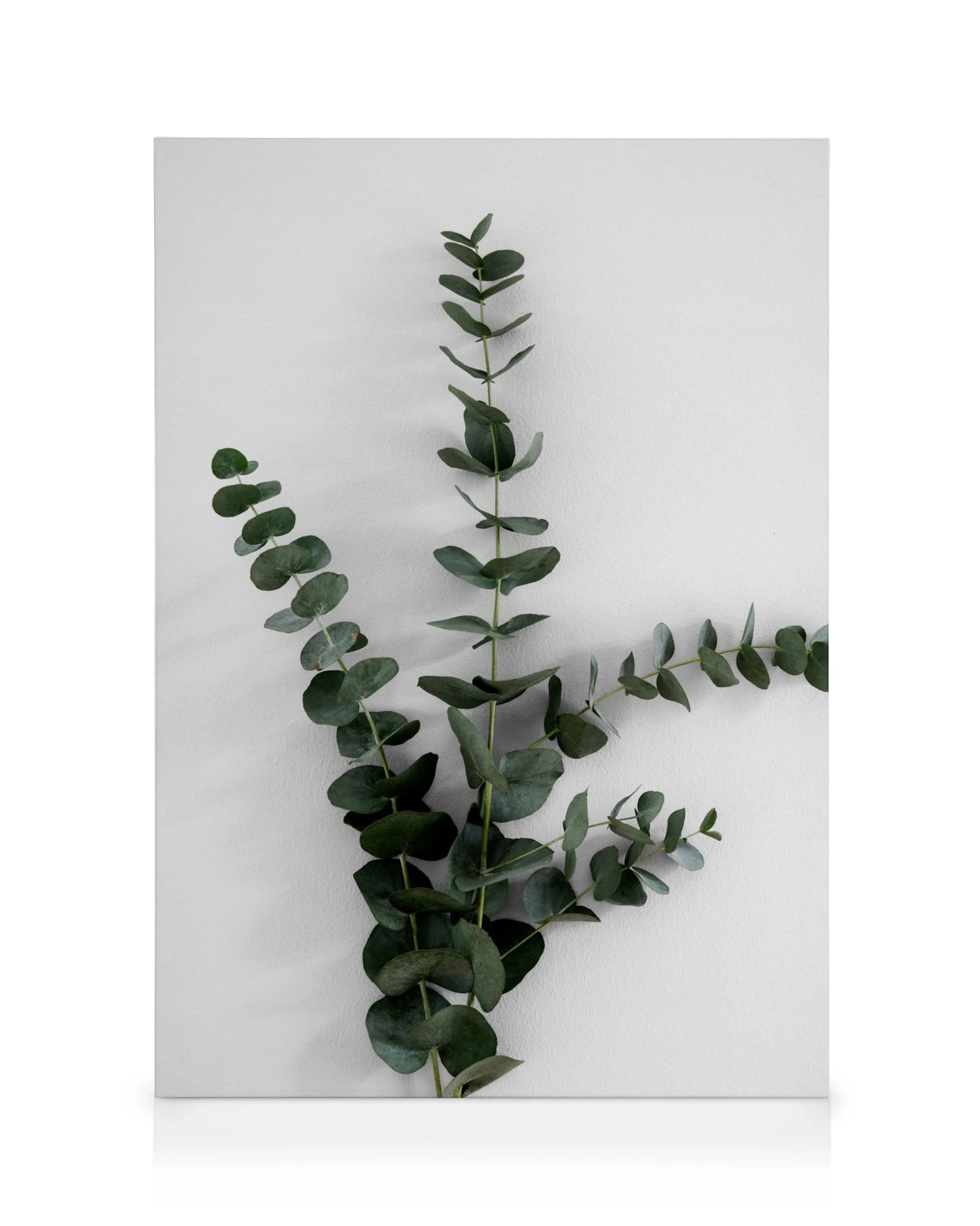 Eucalyptus Branch Three canvas print, featuring three green eucalyptus branches against a white background