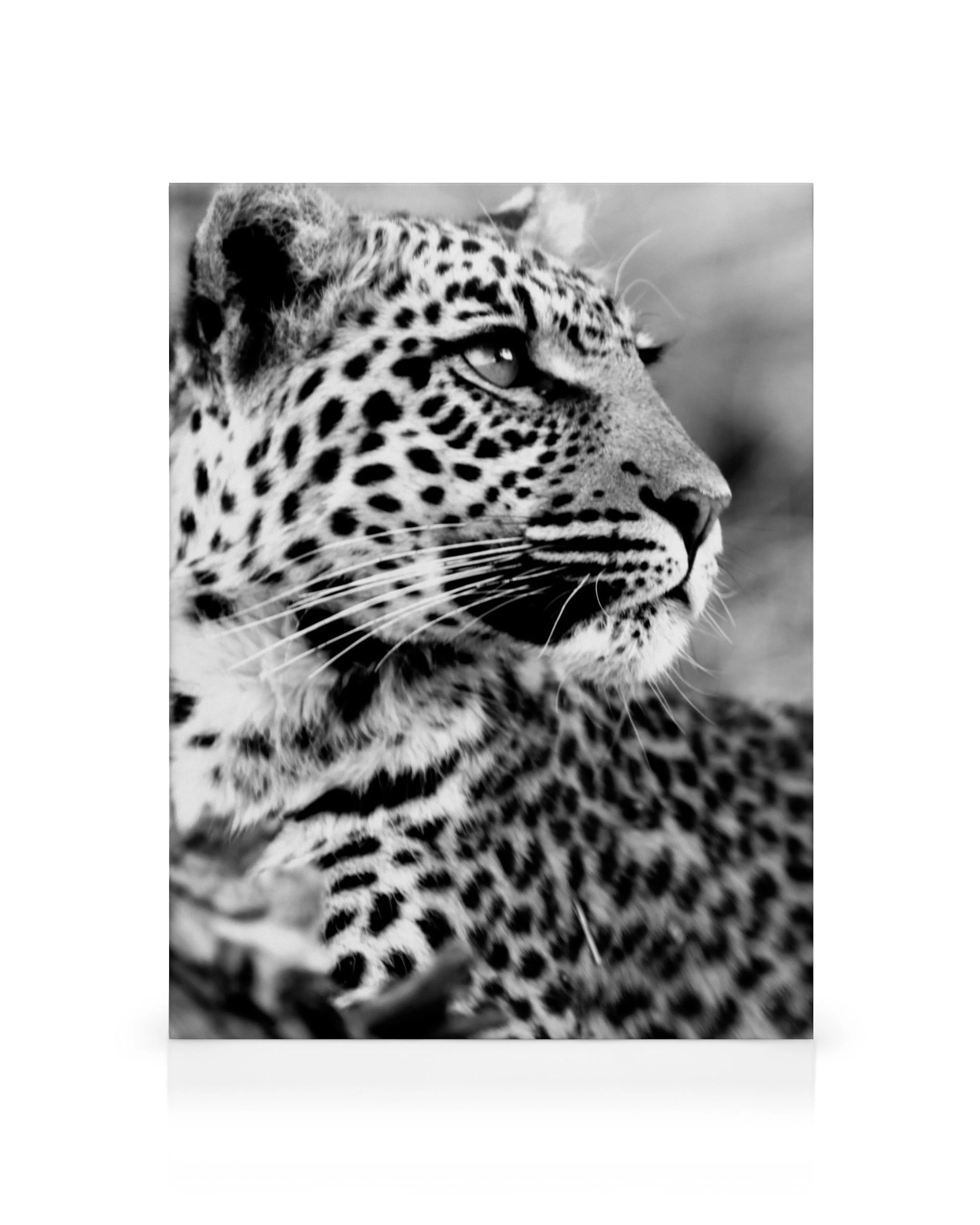 Leopard Leinwandbild, Schwarz-Weiß-Porträt eines Leopardenkopfes mit geflecktem Fell und Schnurrhaaren, Profilansicht.
