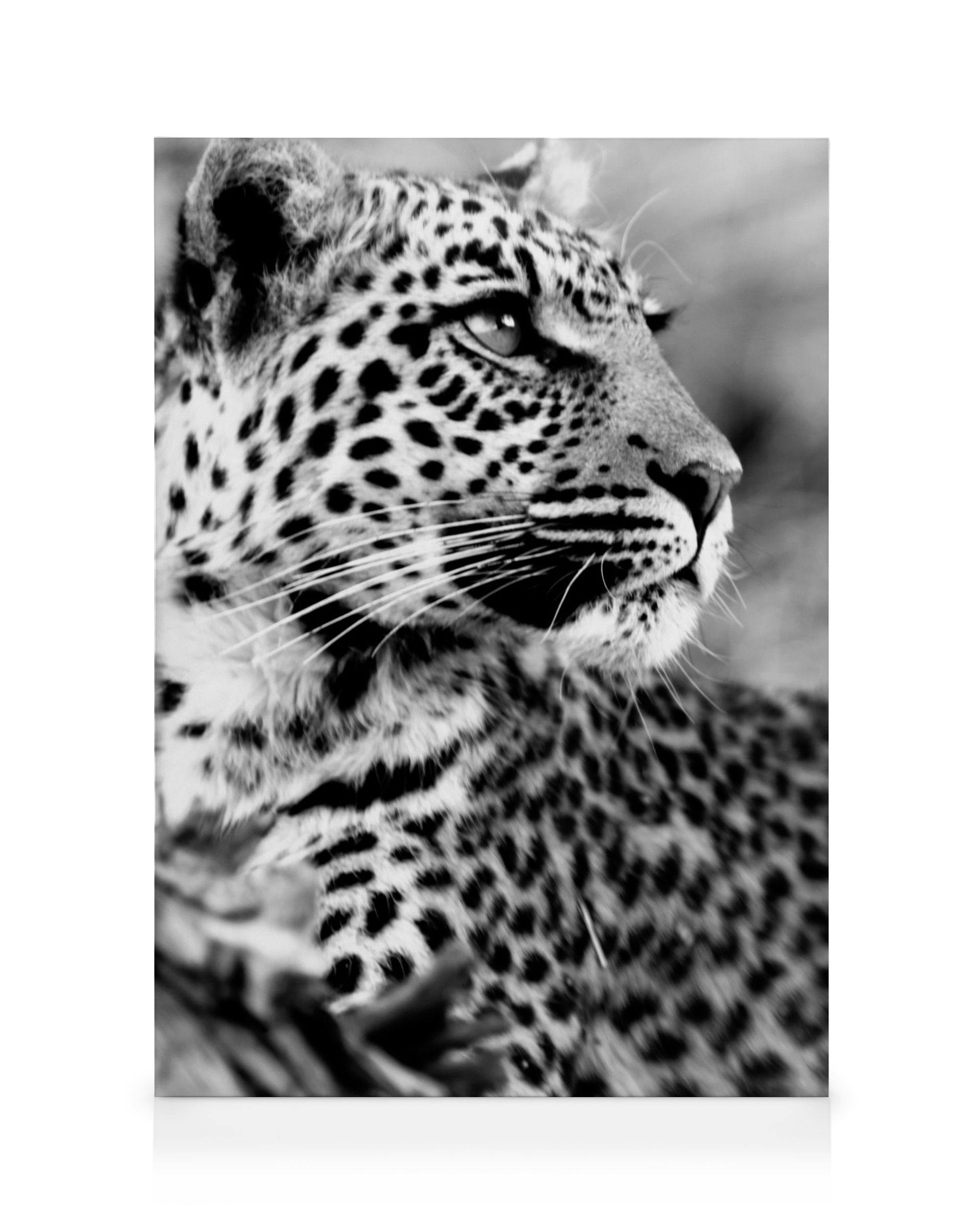 Leopard Toile (30x40 cm - Cadre noir)  Animaux sauvages
