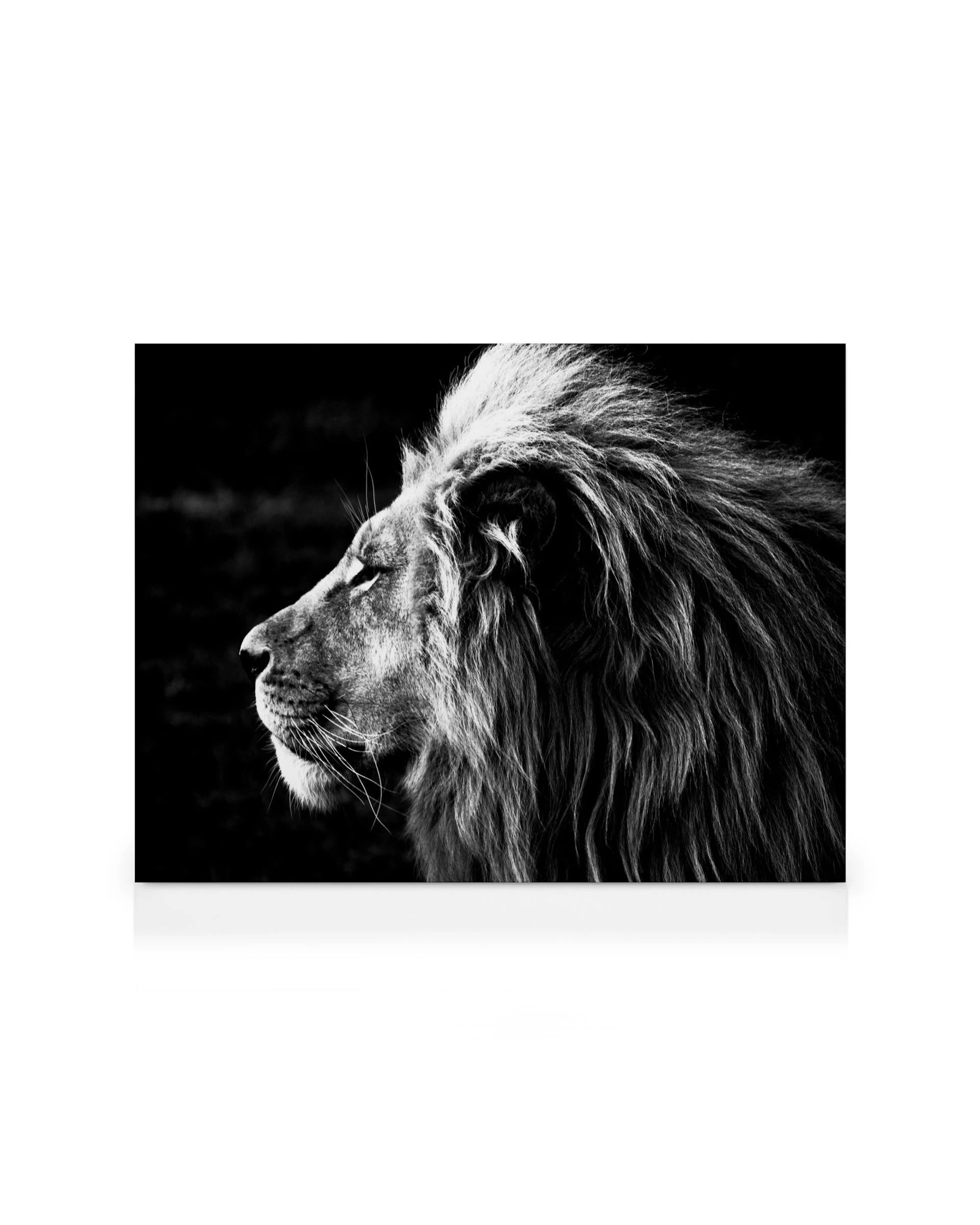 Leone in bianco e nero, profilo, criniera dettagliata, sfondo scuro. Stampa su tela di animale. Arte murale per galleria.