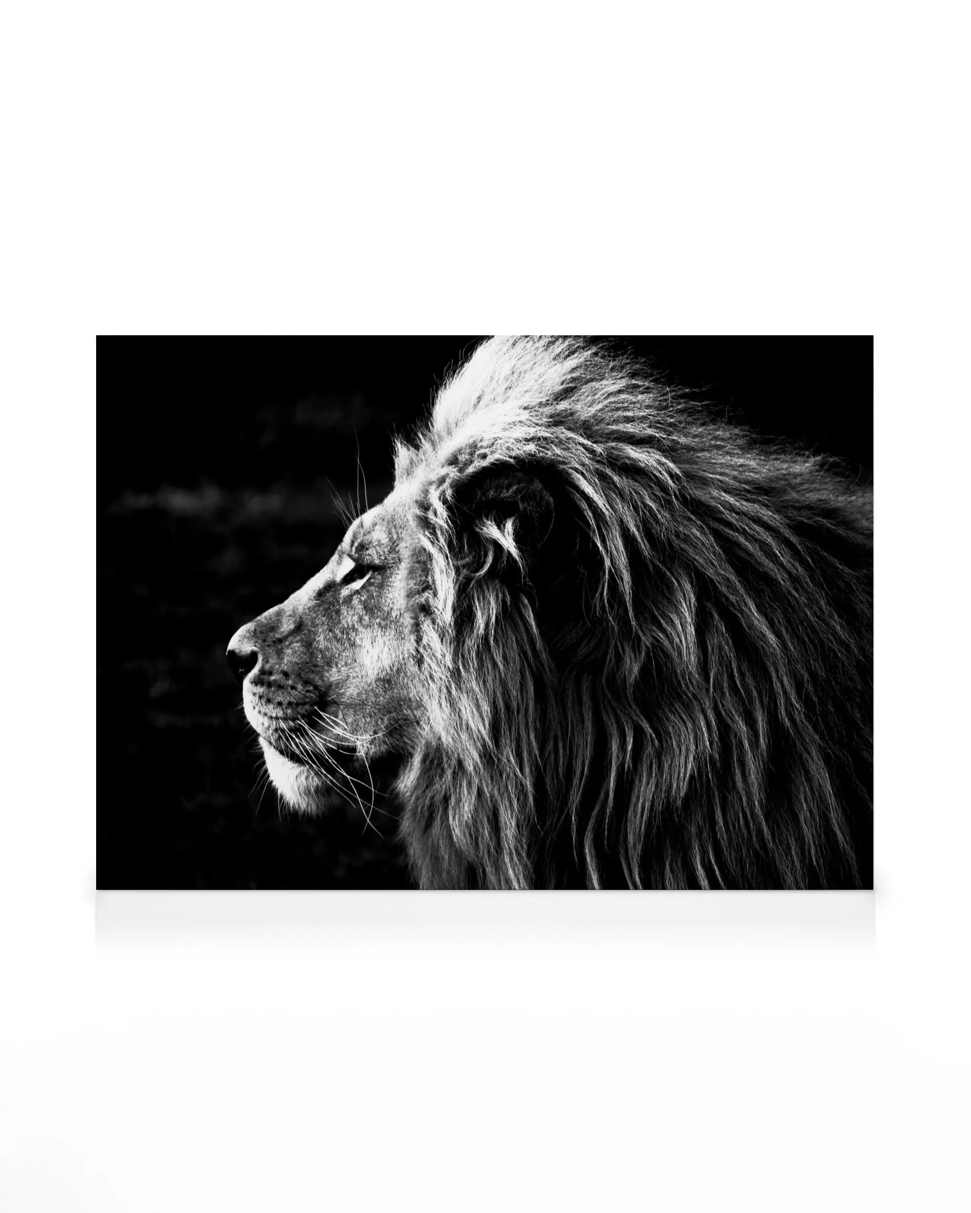 León en blanco y negro, de perfil, melena detallada, fondo oscuro. Ideal para decoración de pared.