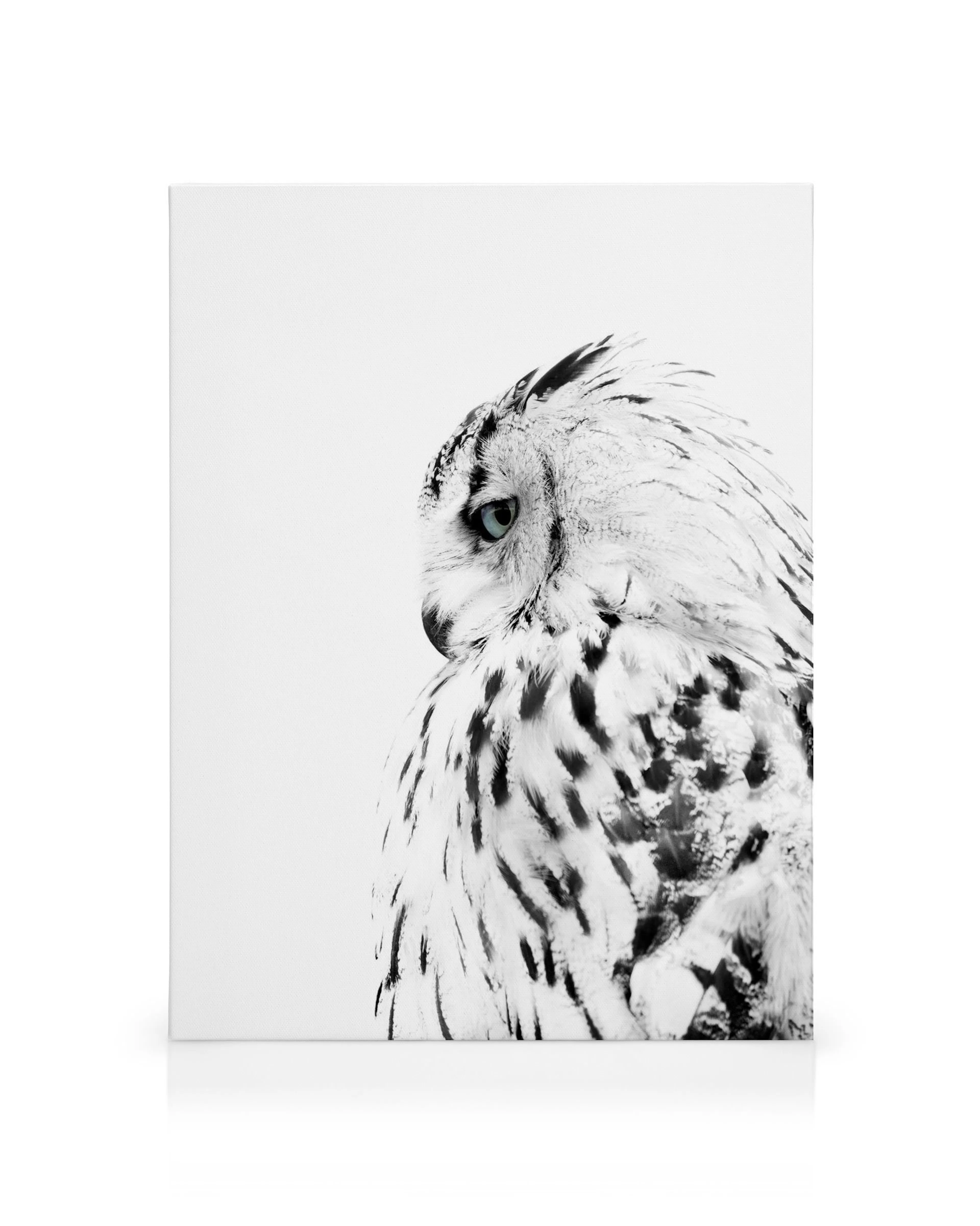 Black and white owl canvas print, viewed from the side with a white background, perfect for nature lovers.
