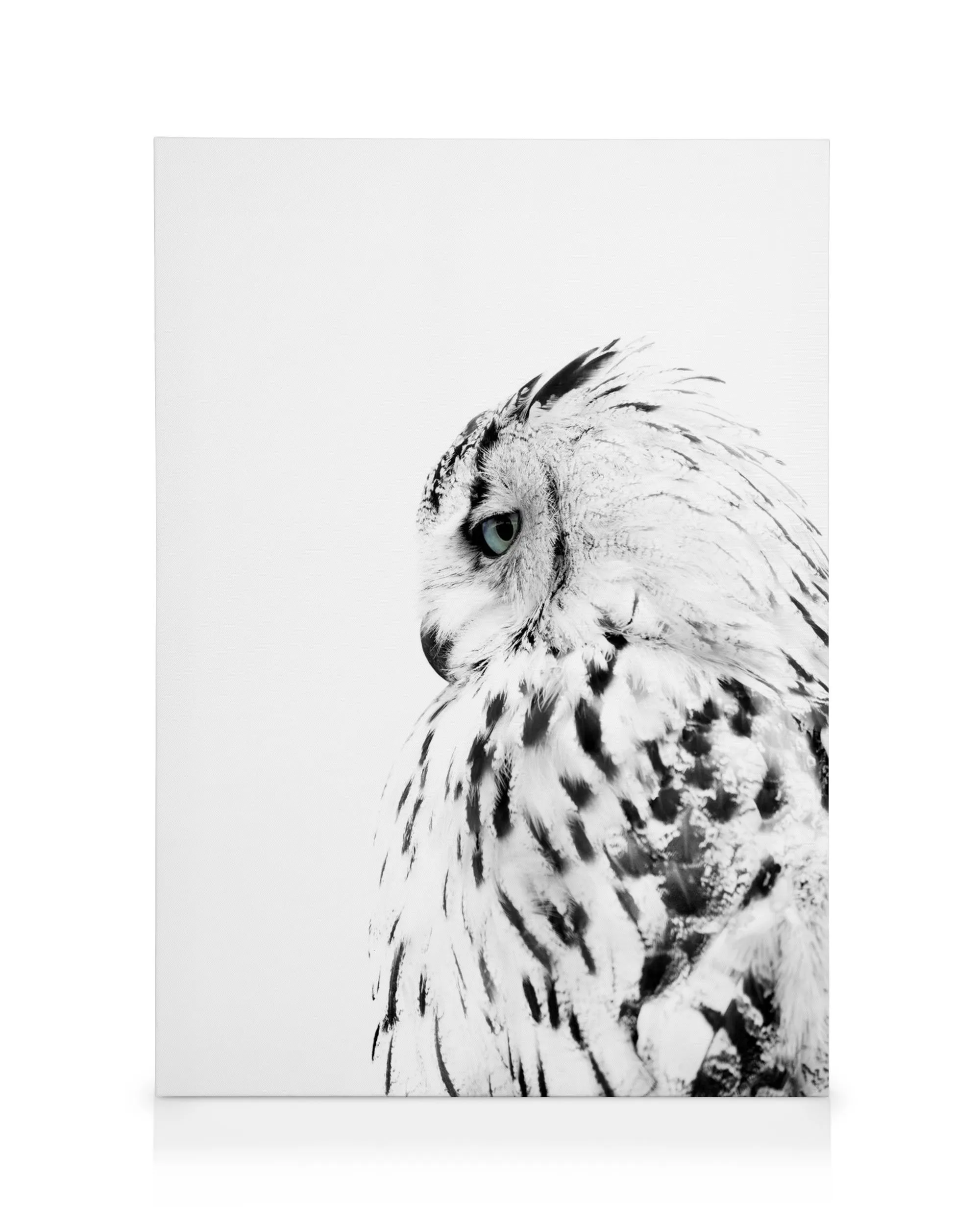 Close-up of a white owl with black speckled feathers and piercing blue eyes, looking left, on a white canvas.
