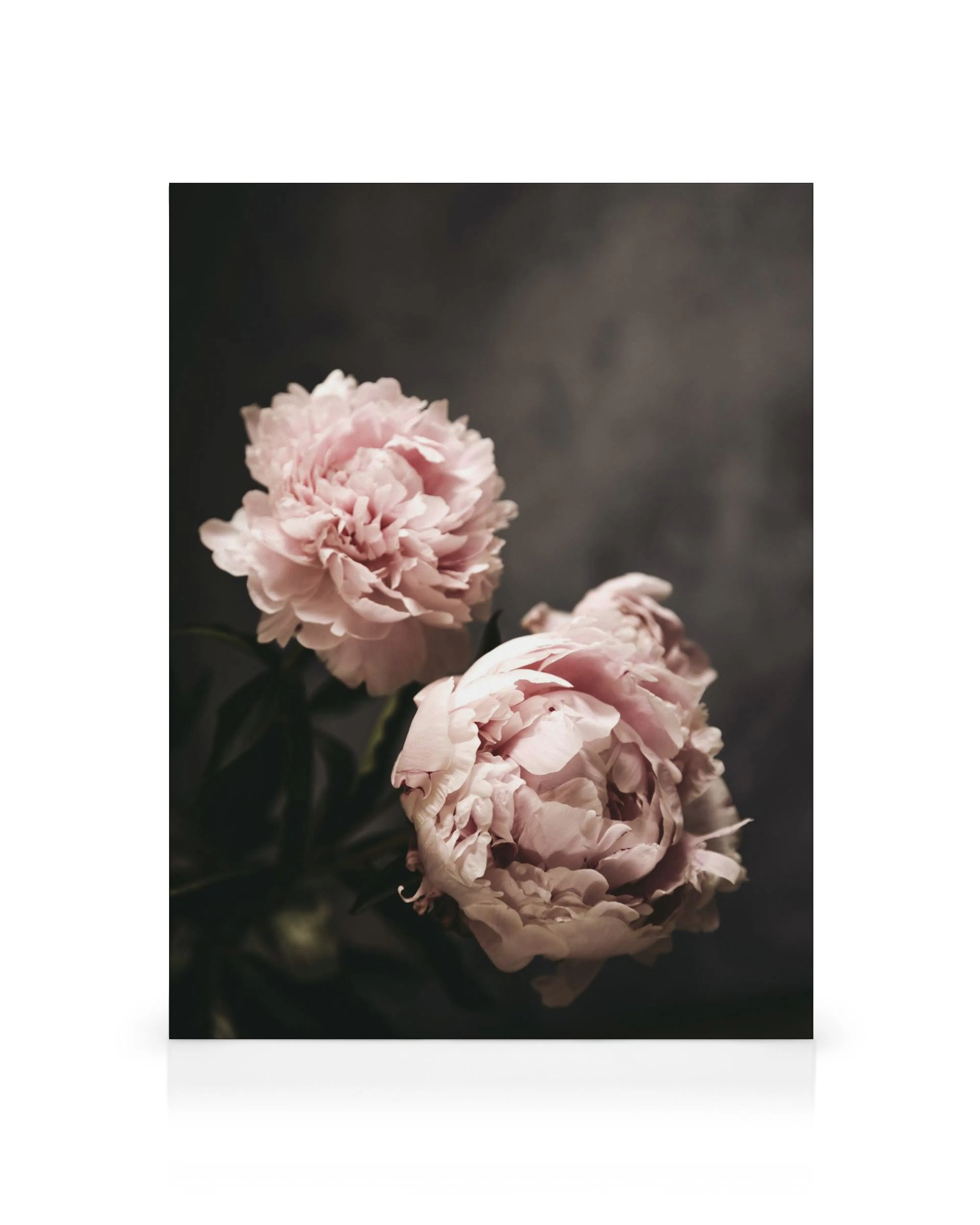 Toile de pivoines roses avec deux fleurs sur fond sombre, décor murale florale pour intérieur
