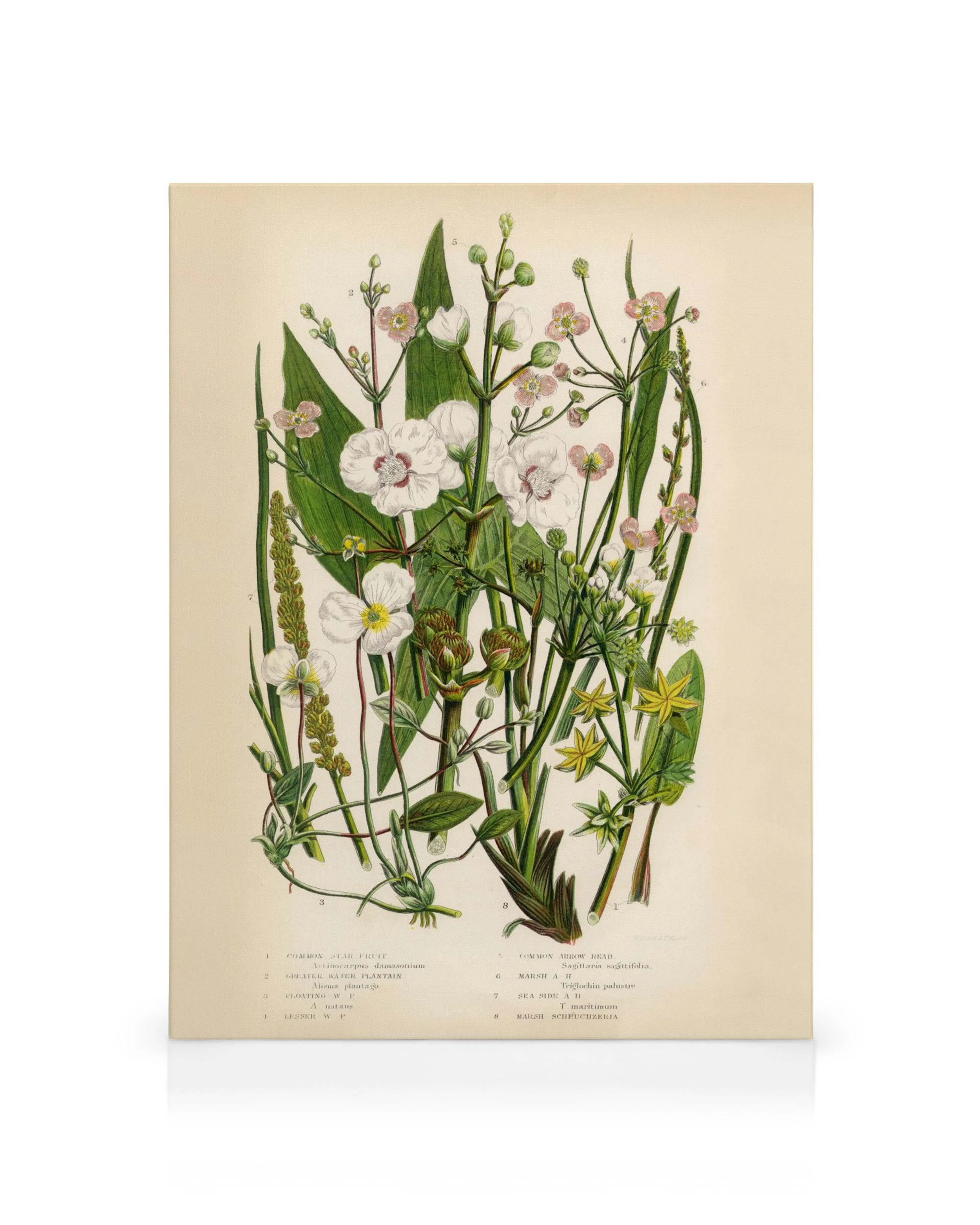 Vintage botanisk illustration med gröna växter, vita, rosa och gula blommor, texturerad canvastavla.