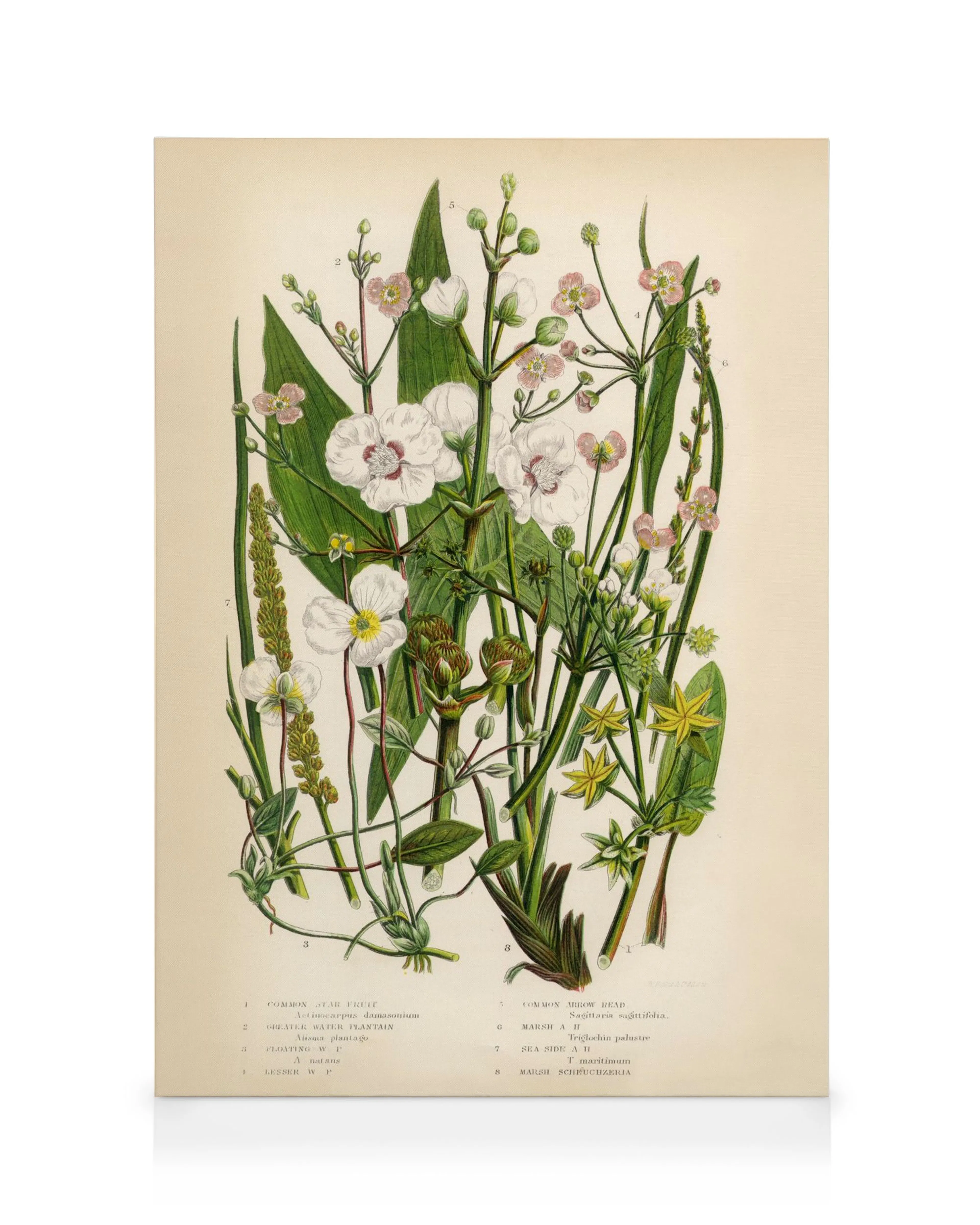 Vintage Flowers One canvas print, a botanical illustration featuring white, pink, and yellow flowers with green foliage against 