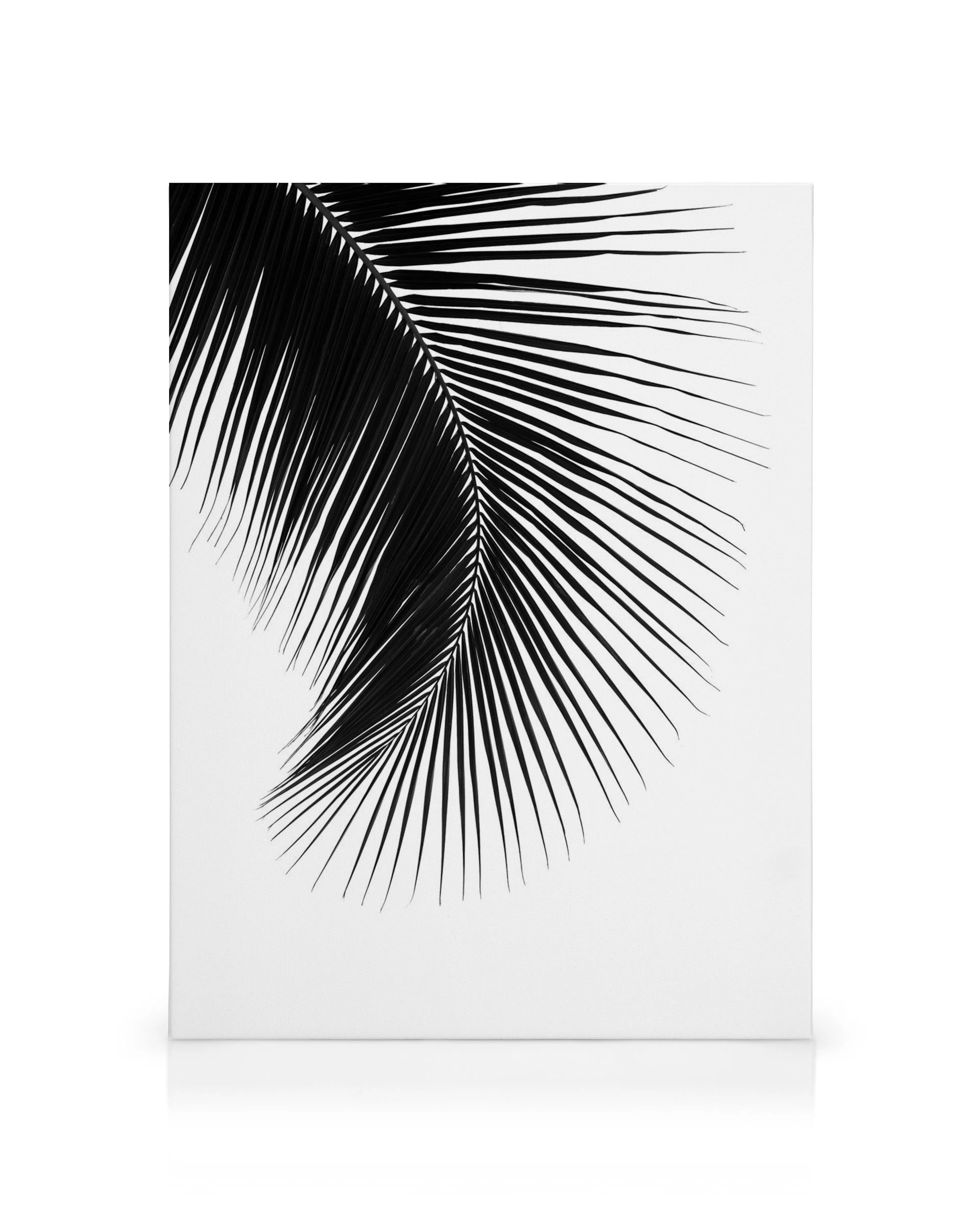 Toile minimaliste dune feuille de palmier noire aux frondes fines sur fond blanc. Oeuvre botanique moderne.