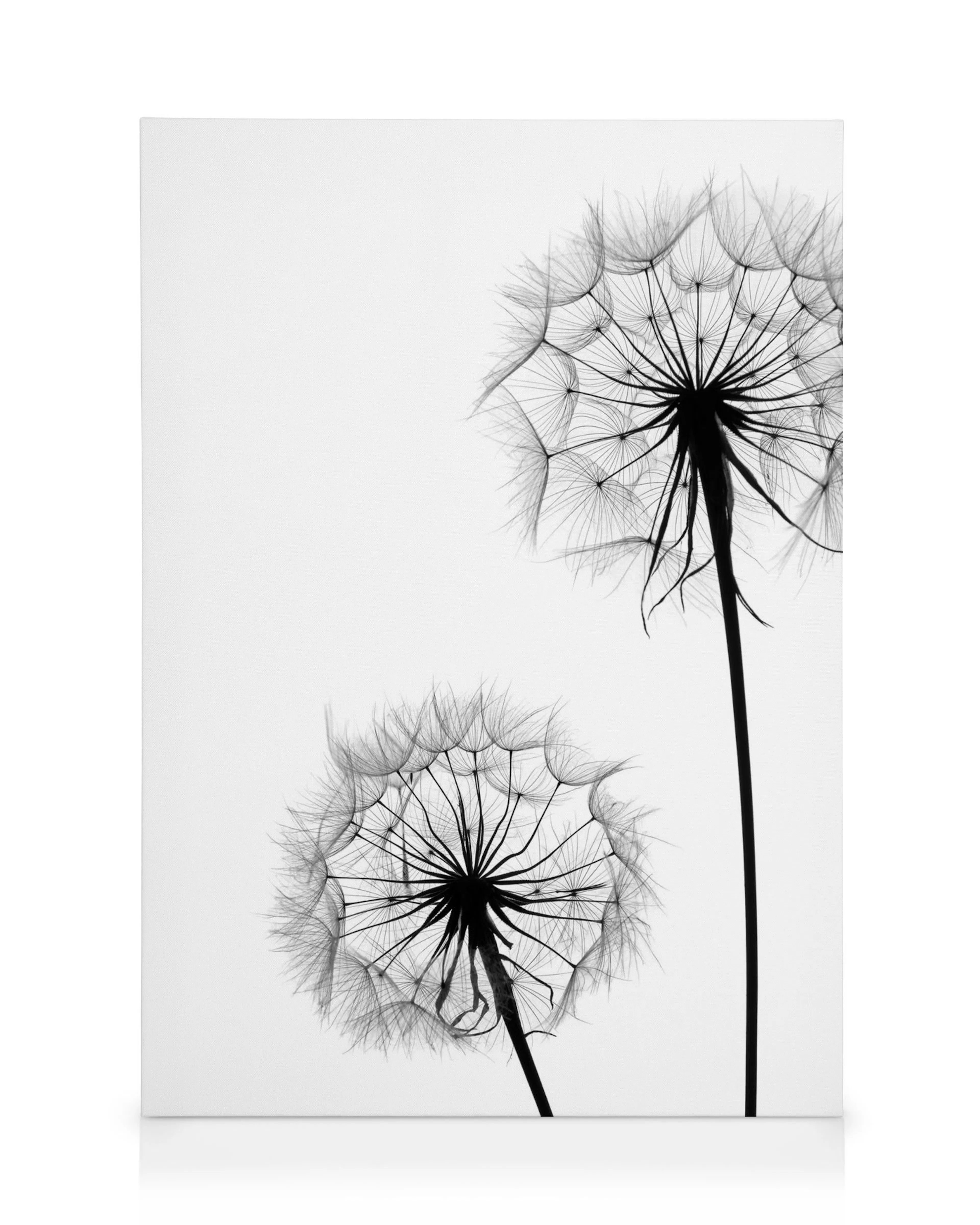 Schwarz-weiss Leinwand mit zwei detaillierten, scherenschnittartigen Pusteblumen auf hellem Hintergrund. Eine grössere Blume rag