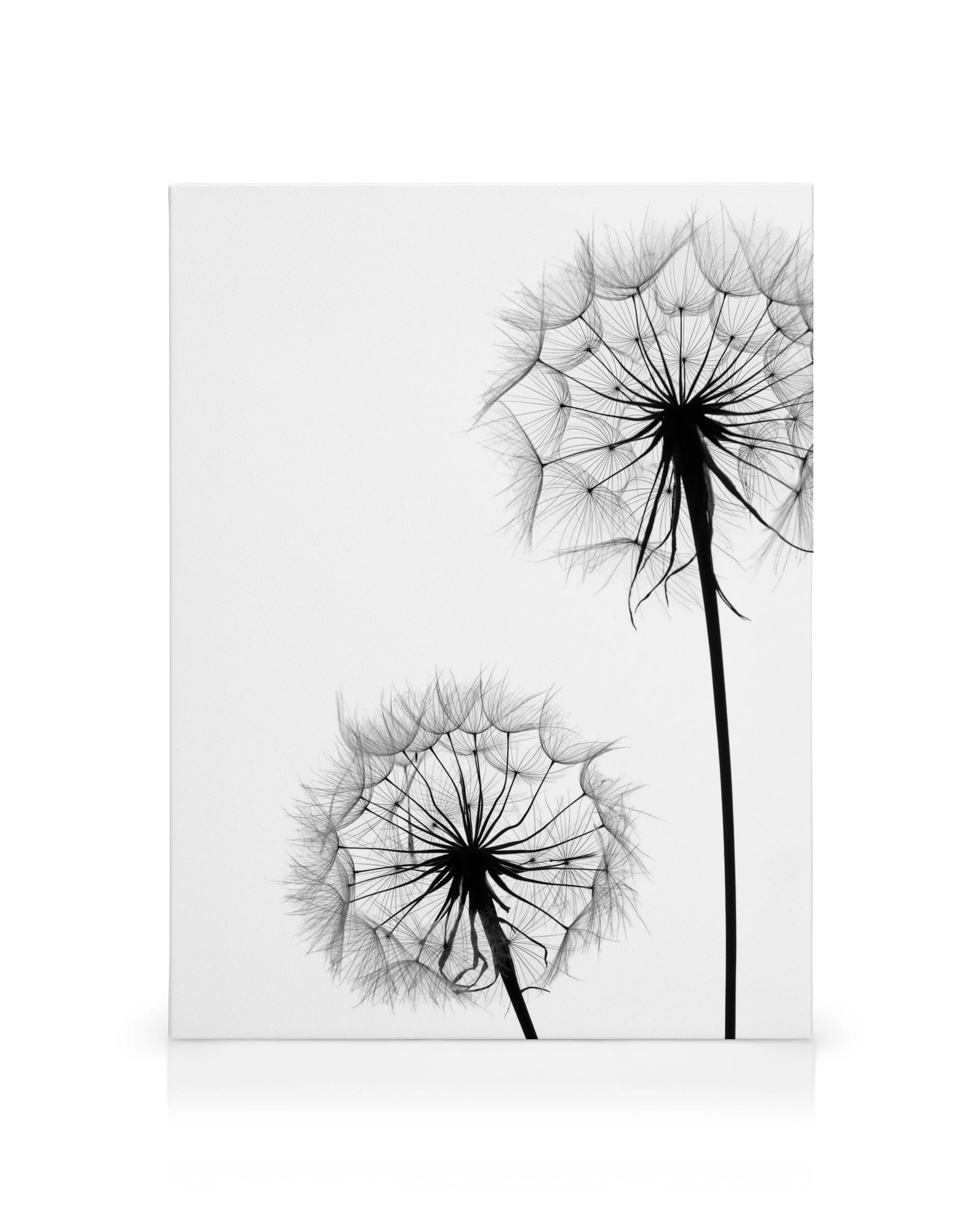 Toile minimaliste avec deux pissenlits noirs sur fond blanc, mettant en valeur leur typographie artistique et délicate.