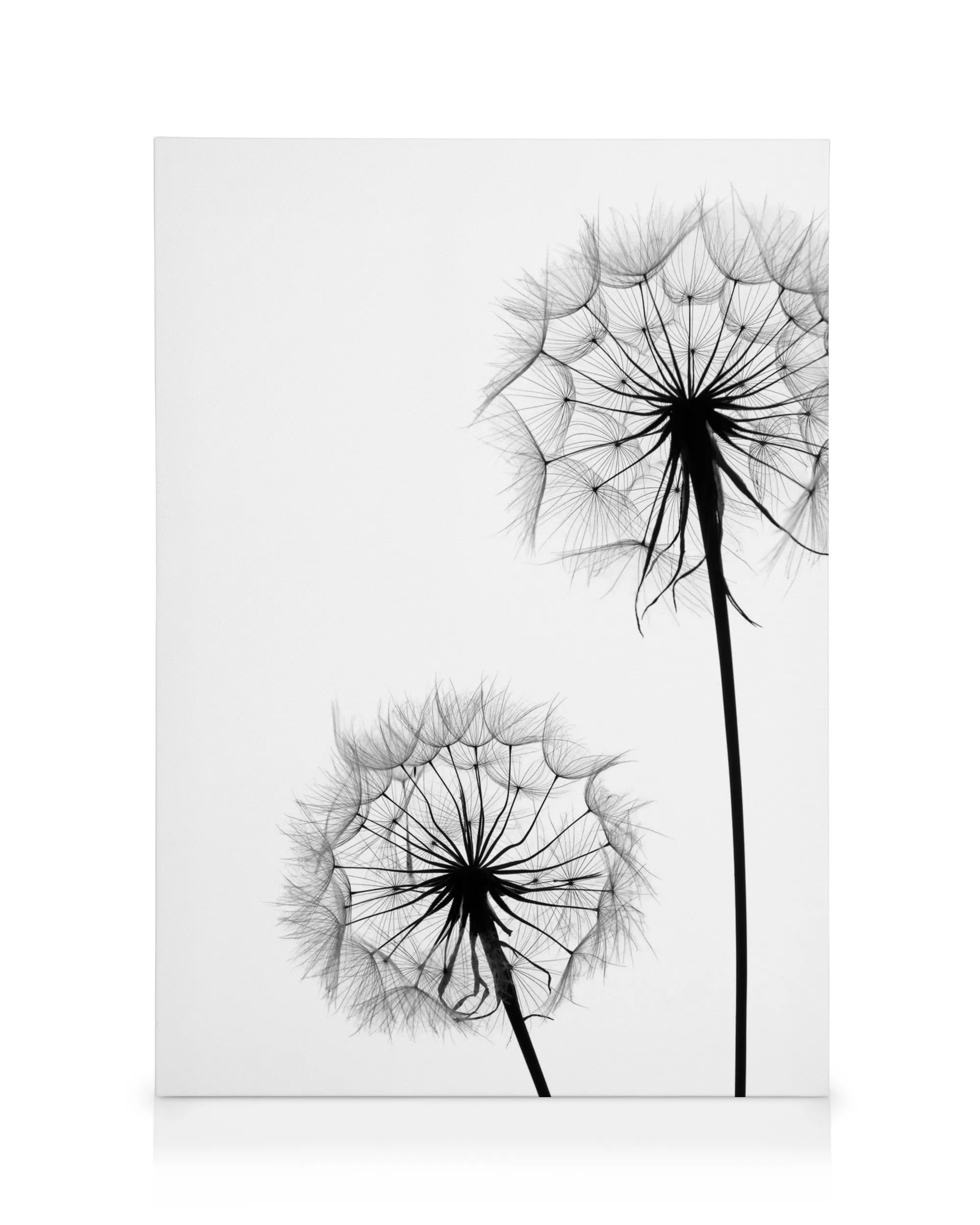 Minimalist canvas print with two black dandelion silhouettes on a white background, botanical wall decor.