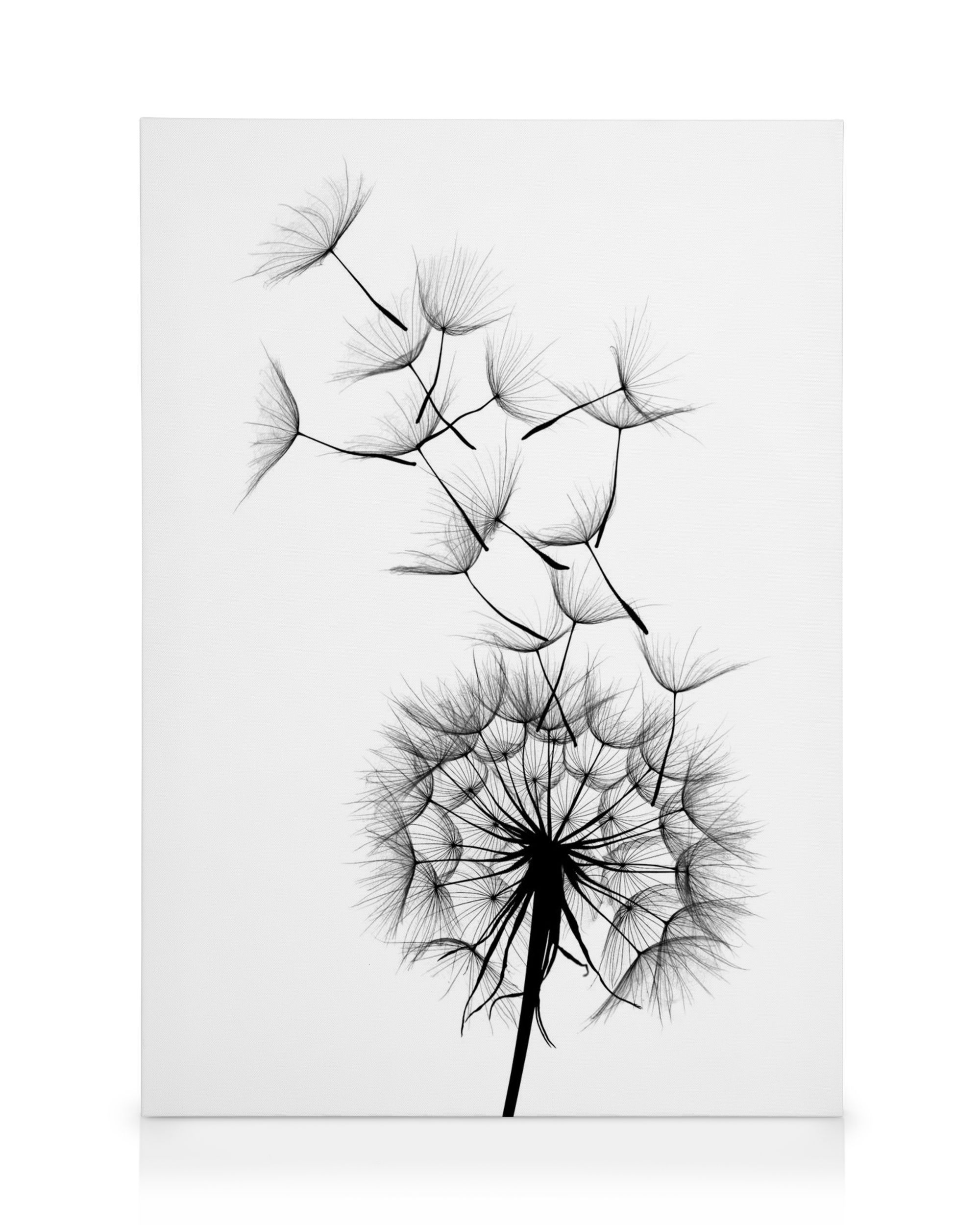 Dandelion No2 Canvas Print – Black and White Wall Art Print | Desenio