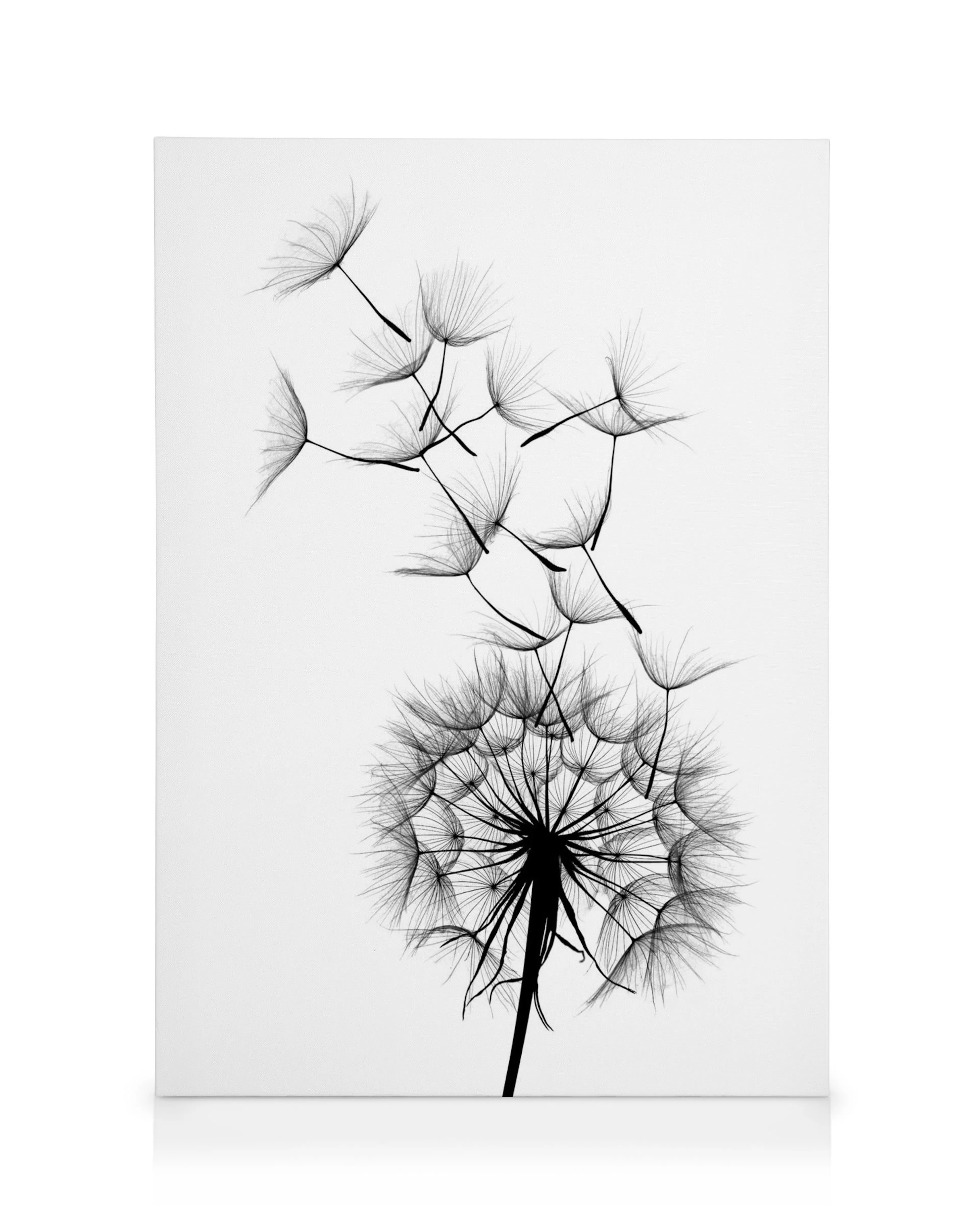 Toile de pissenlit noir et blanc, graines senvolant sur fond blanc, style typographie artistique.