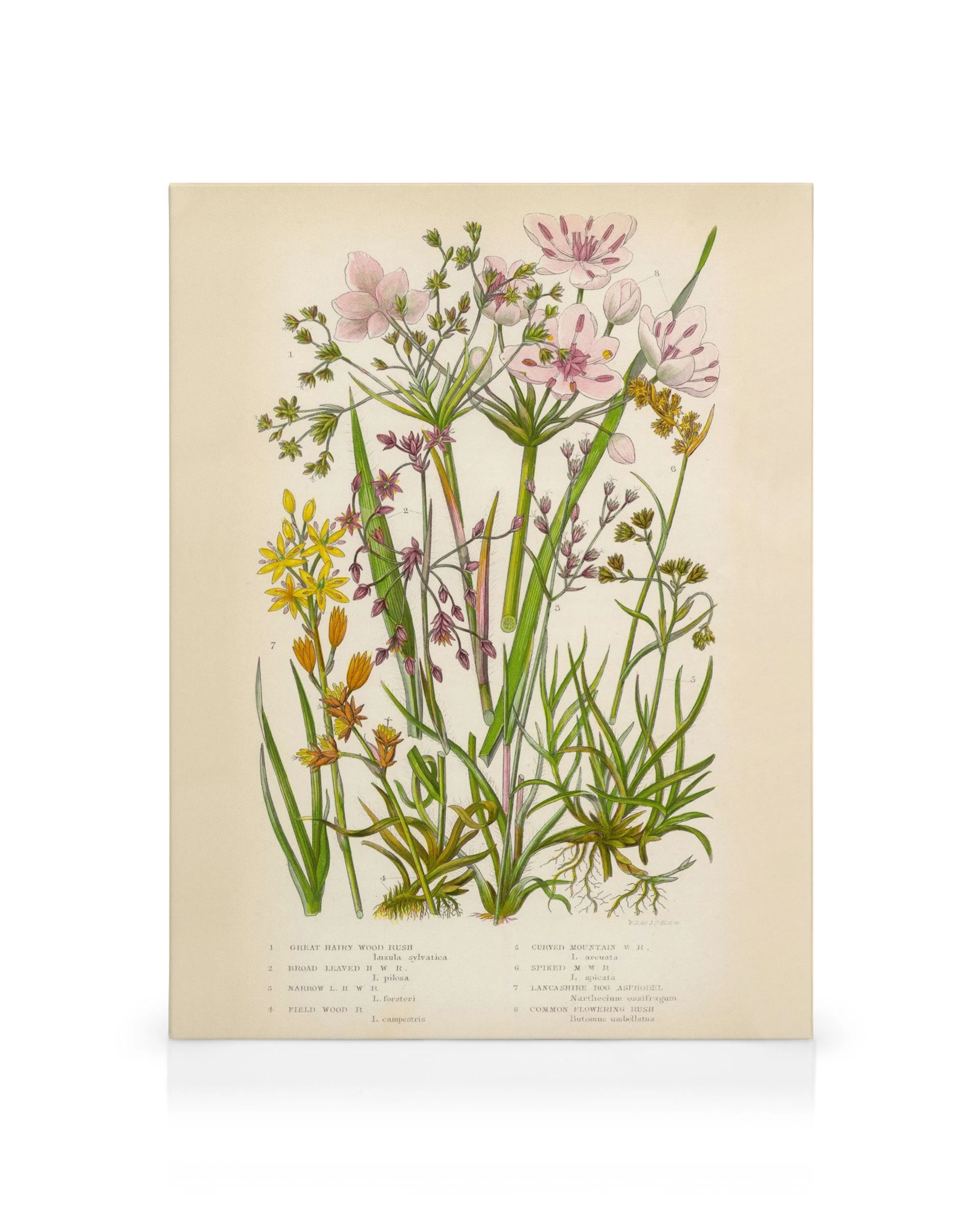 Botanisches Leinwandbild mit pinken, gelben und lila Blumen und grünen Blättern auf weißem Hintergrund.