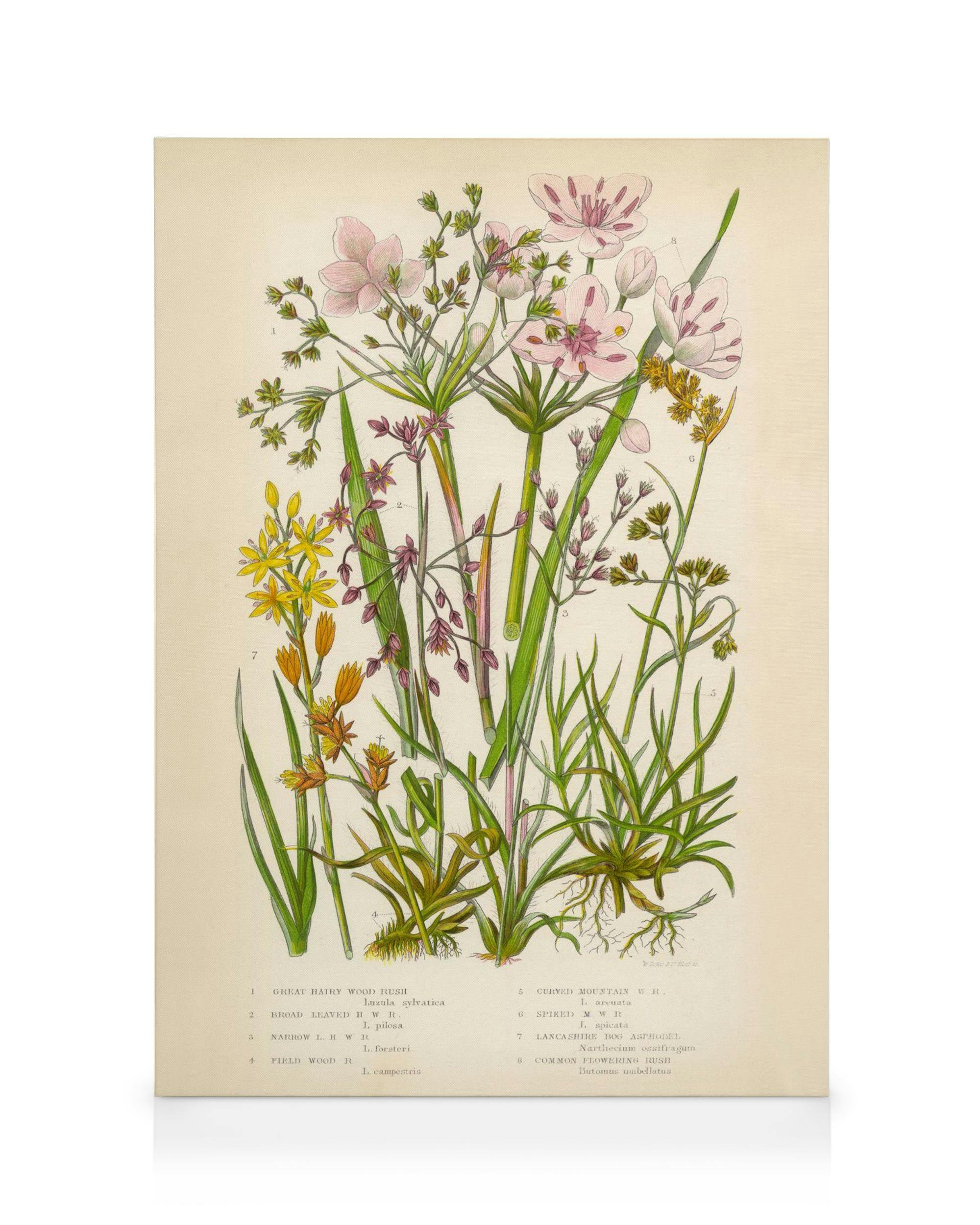 Canvas Prints Vintage Flowers Two Canvas print (50x70 cm)