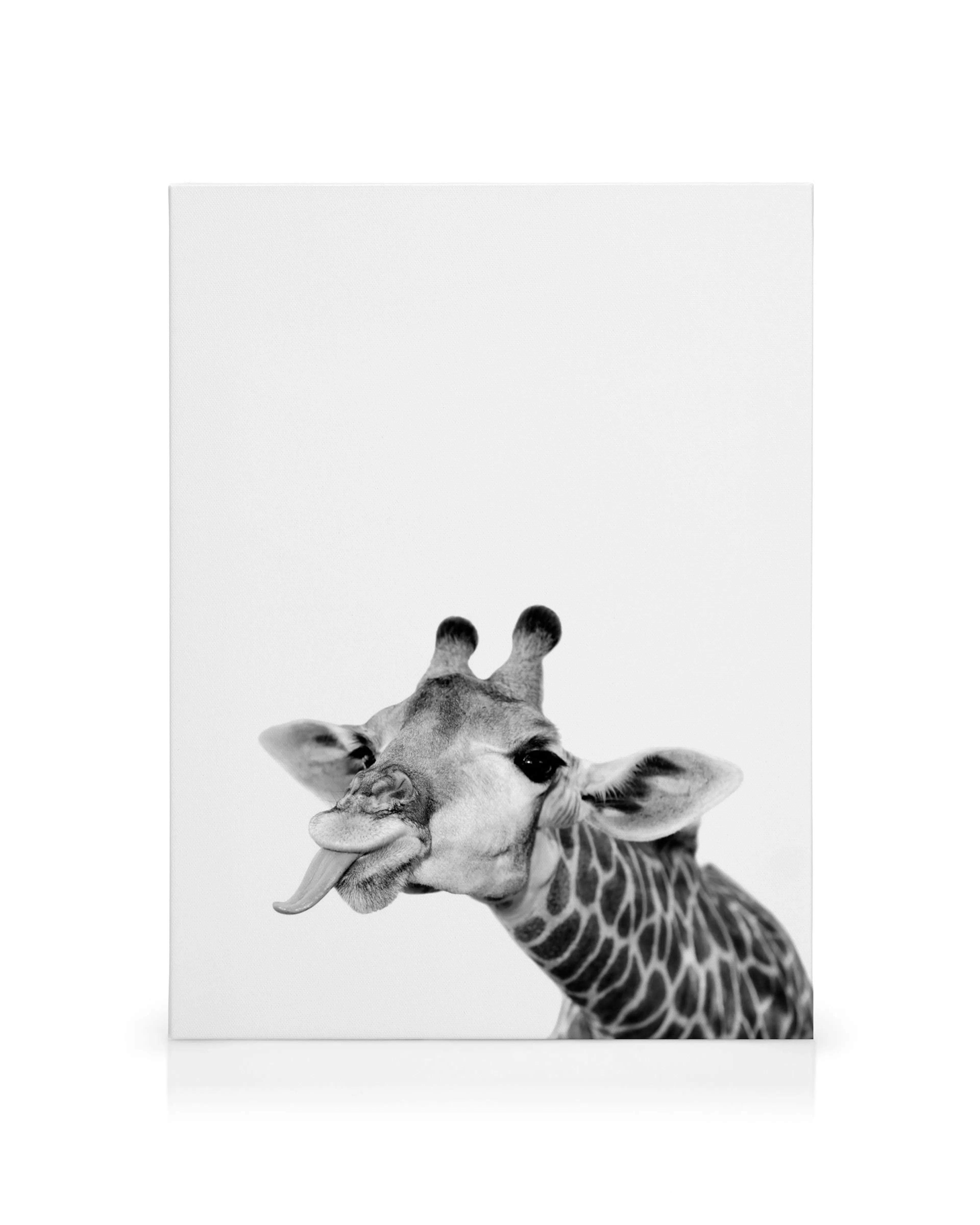 Monochrome giraffe head canvas print with tongue out, showcasing patterned fur and small horns.