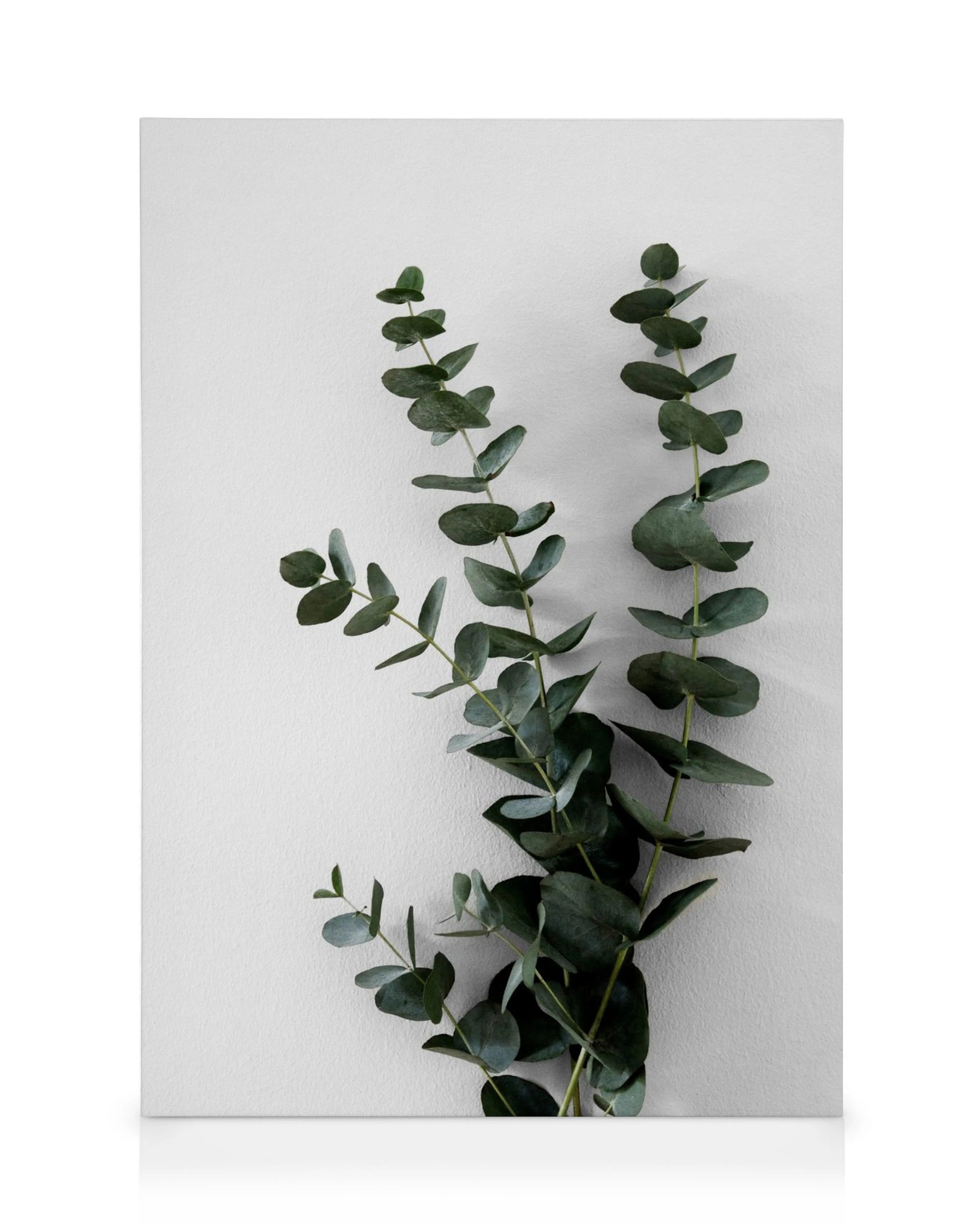 Toile avec typographie de deux branches deucalyptus vert avec des feuilles rondes sur un fond blanc uni