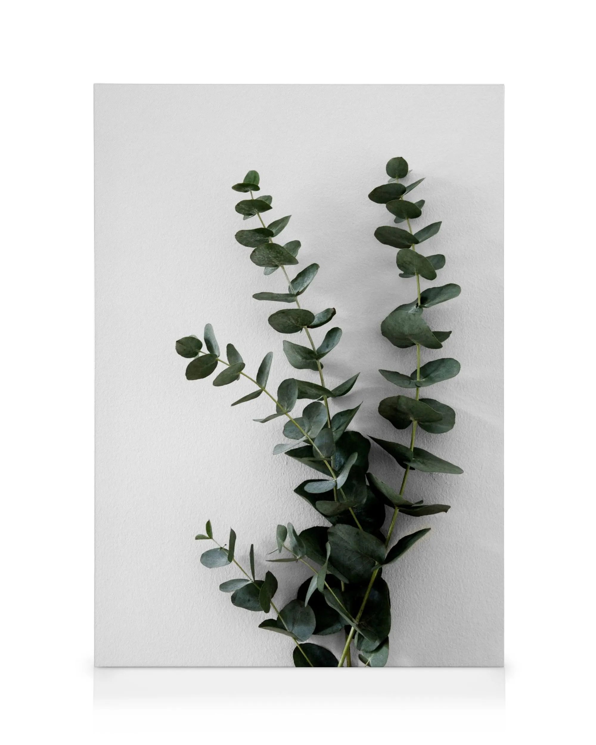 Green eucalyptus branch canvas print with dark green leaves on a white background, botanical wall art.