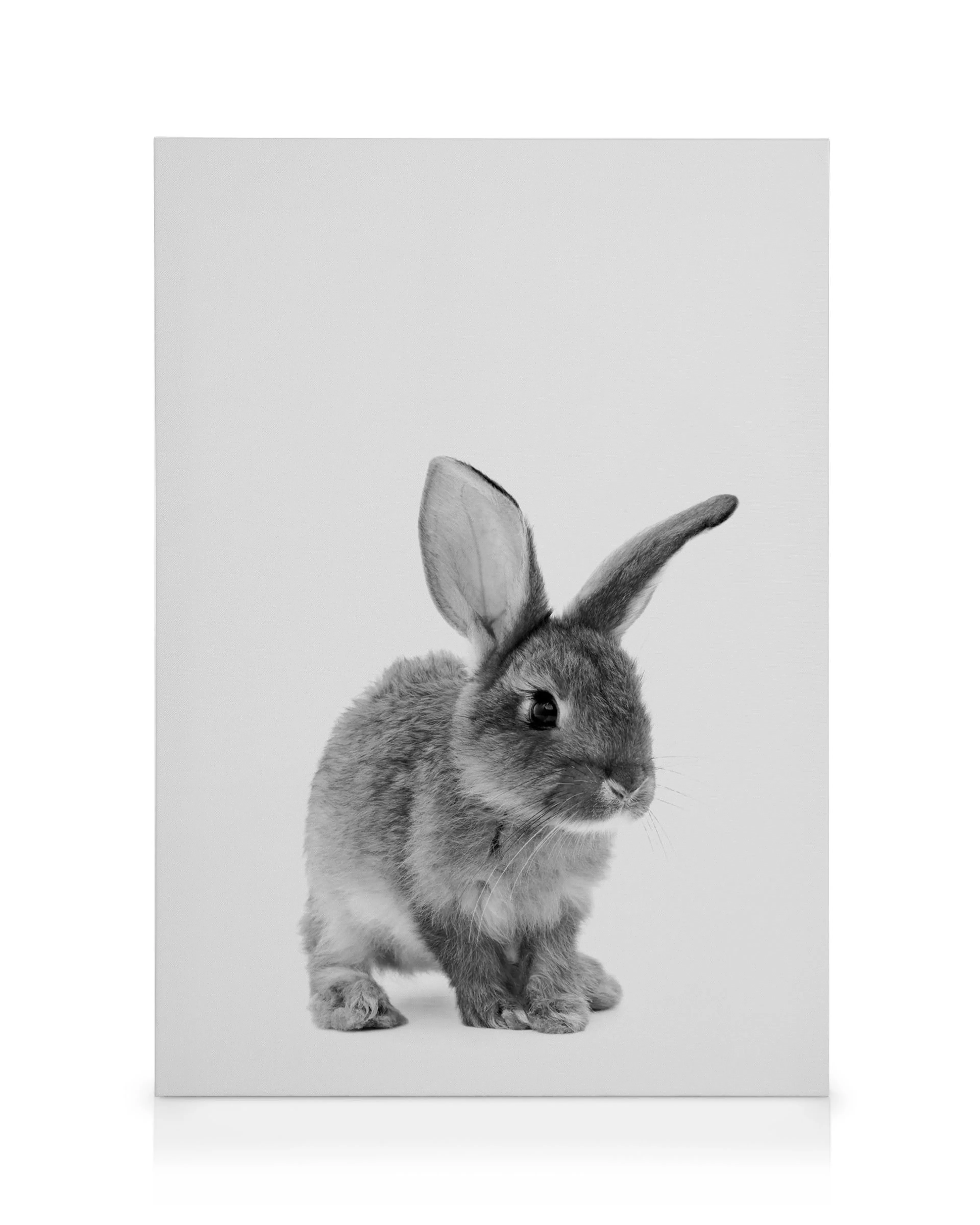 Black and white canvas print of a cute baby bunny rabbit with large ears, a soft grey fur, and dark eyes.