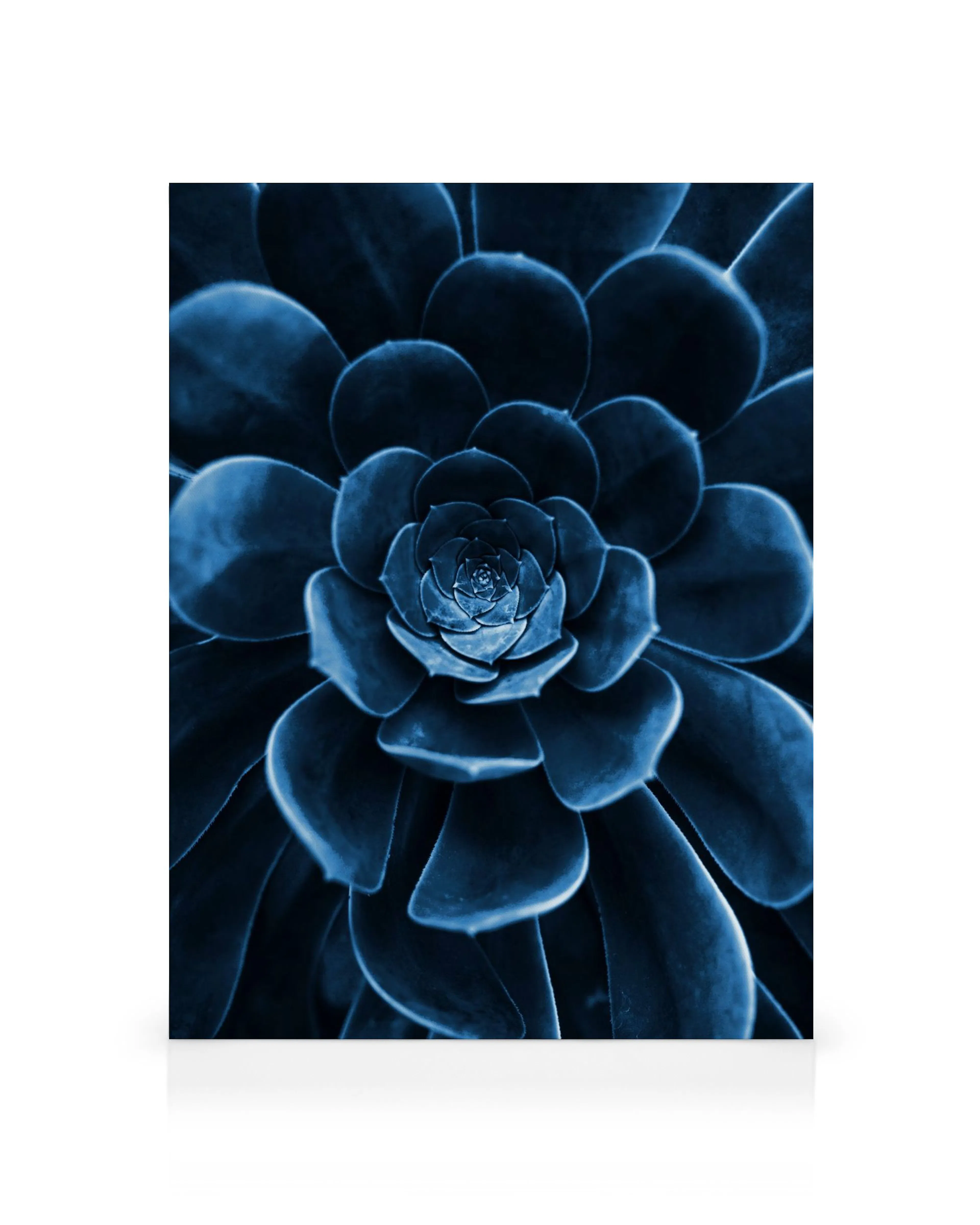 Närbild av en blå suckulent canvastavla med spiralformade blad som liknar en ros. Botanisk väggkonst med djup textur.