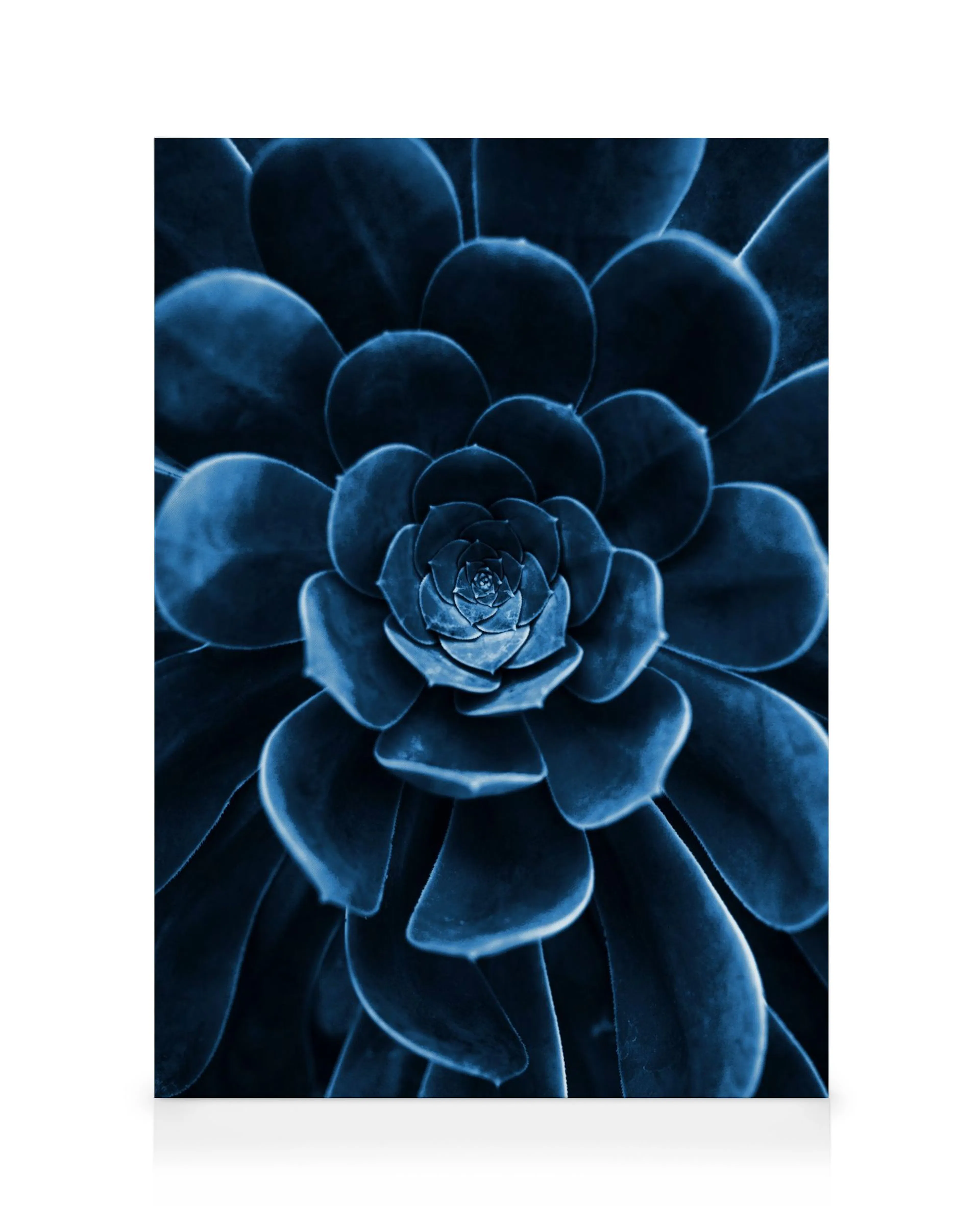 Toile de succulente bleue avec des feuilles lisses et superposées formant un motif en spirale, pour une décoration botanique