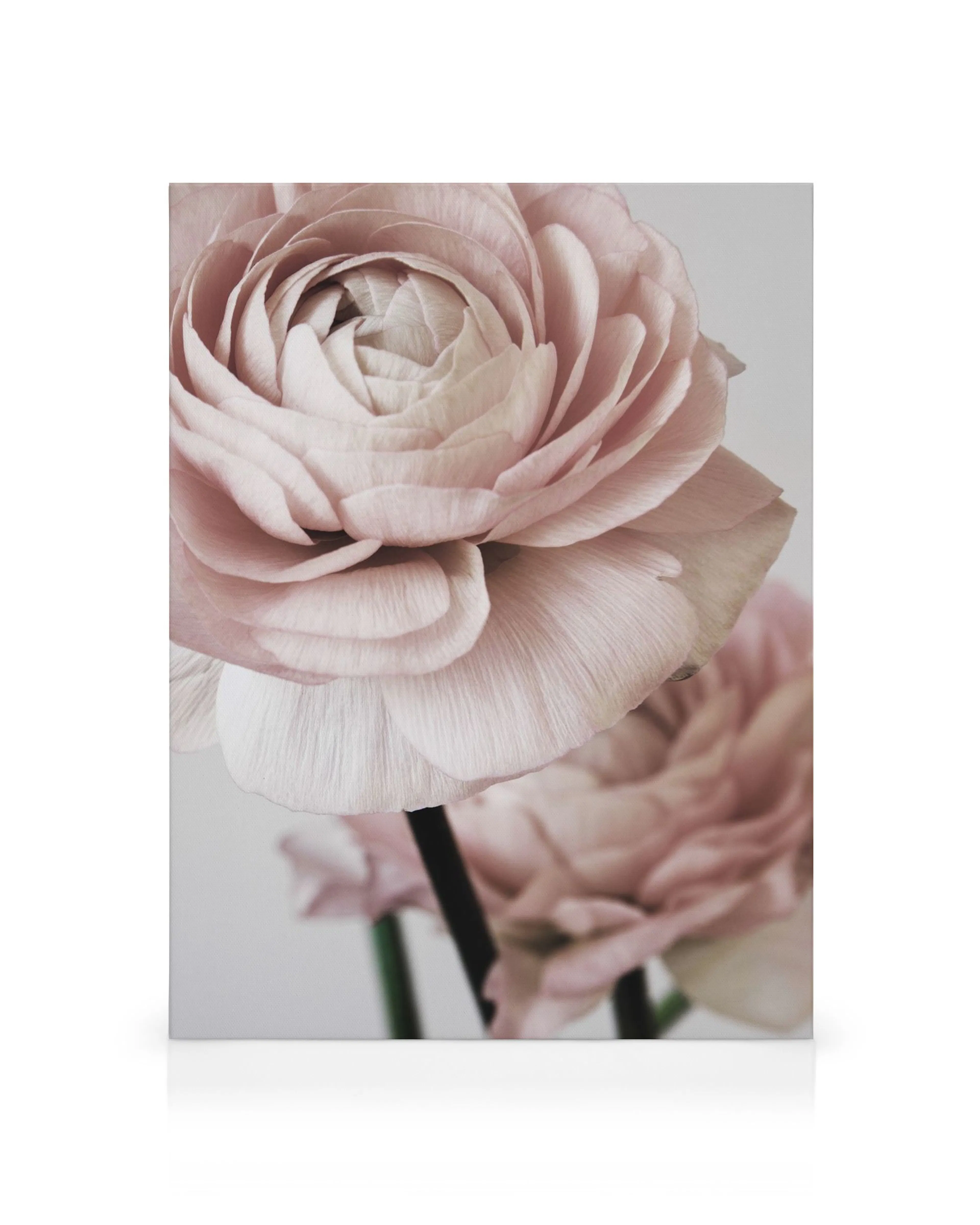Nahaufnahme einer rosa Ranunkelblüte mit zarten Blütenblättern, botanisches Leinwandbild, Pastellfarben.