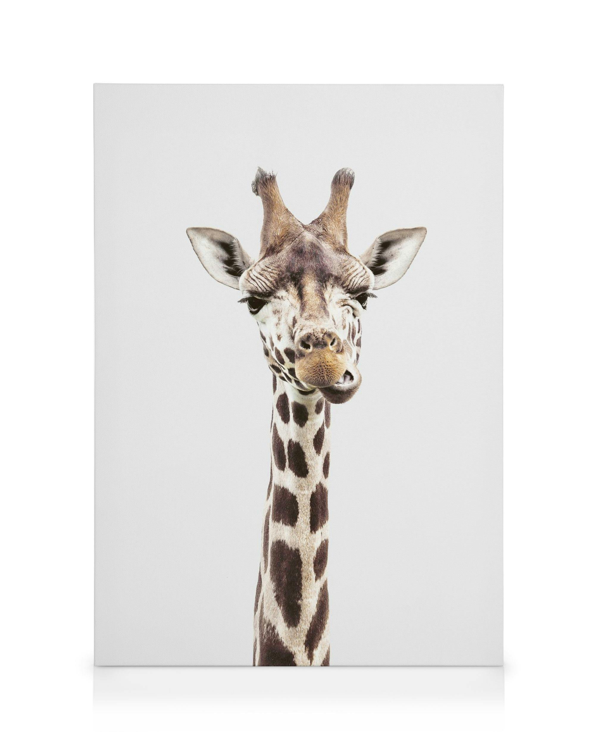 Canvas Prints Baby Giraffe Canvas print (30x40 cm)