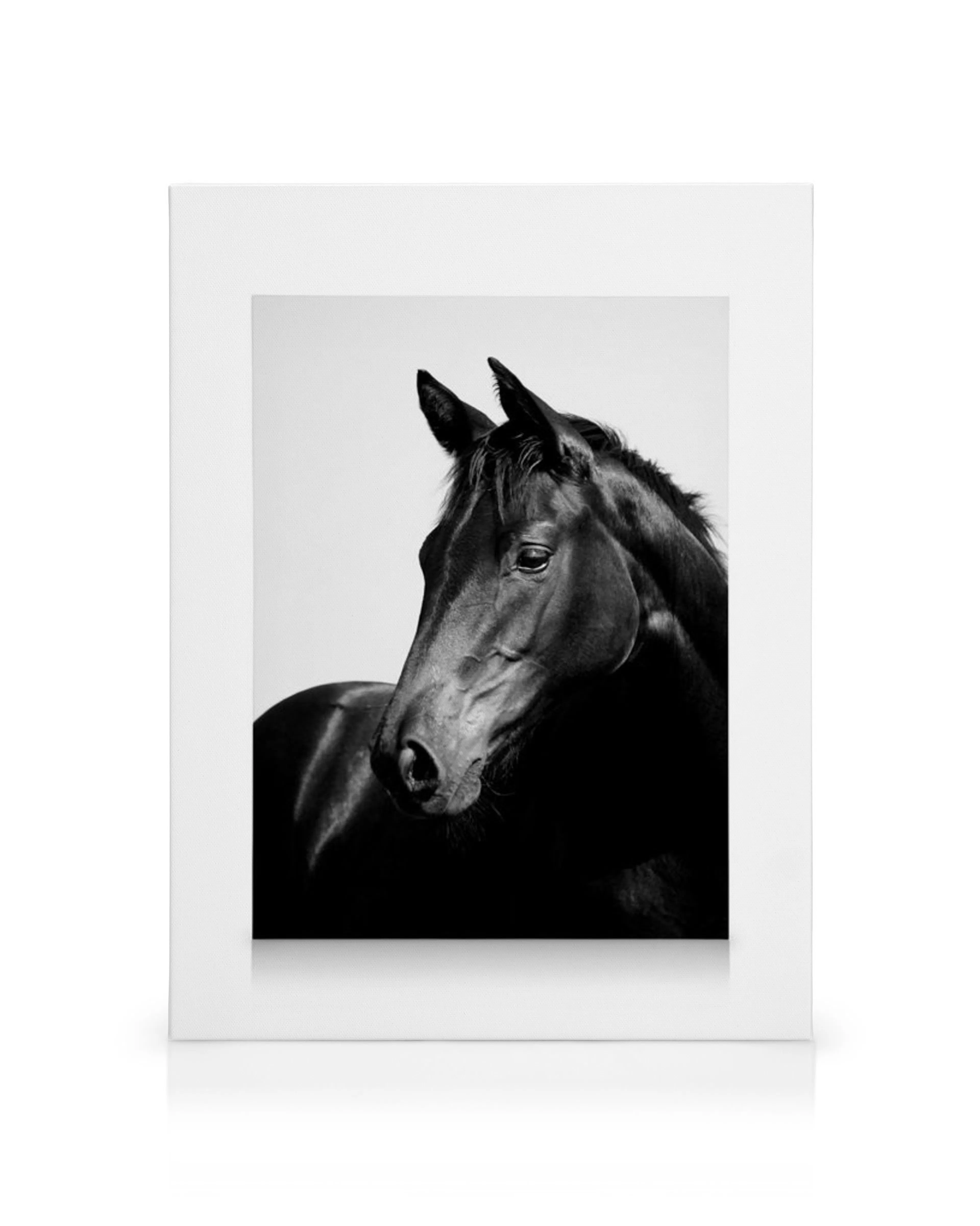 Black stallion canvas print, black and white horse artwork against a plain white background