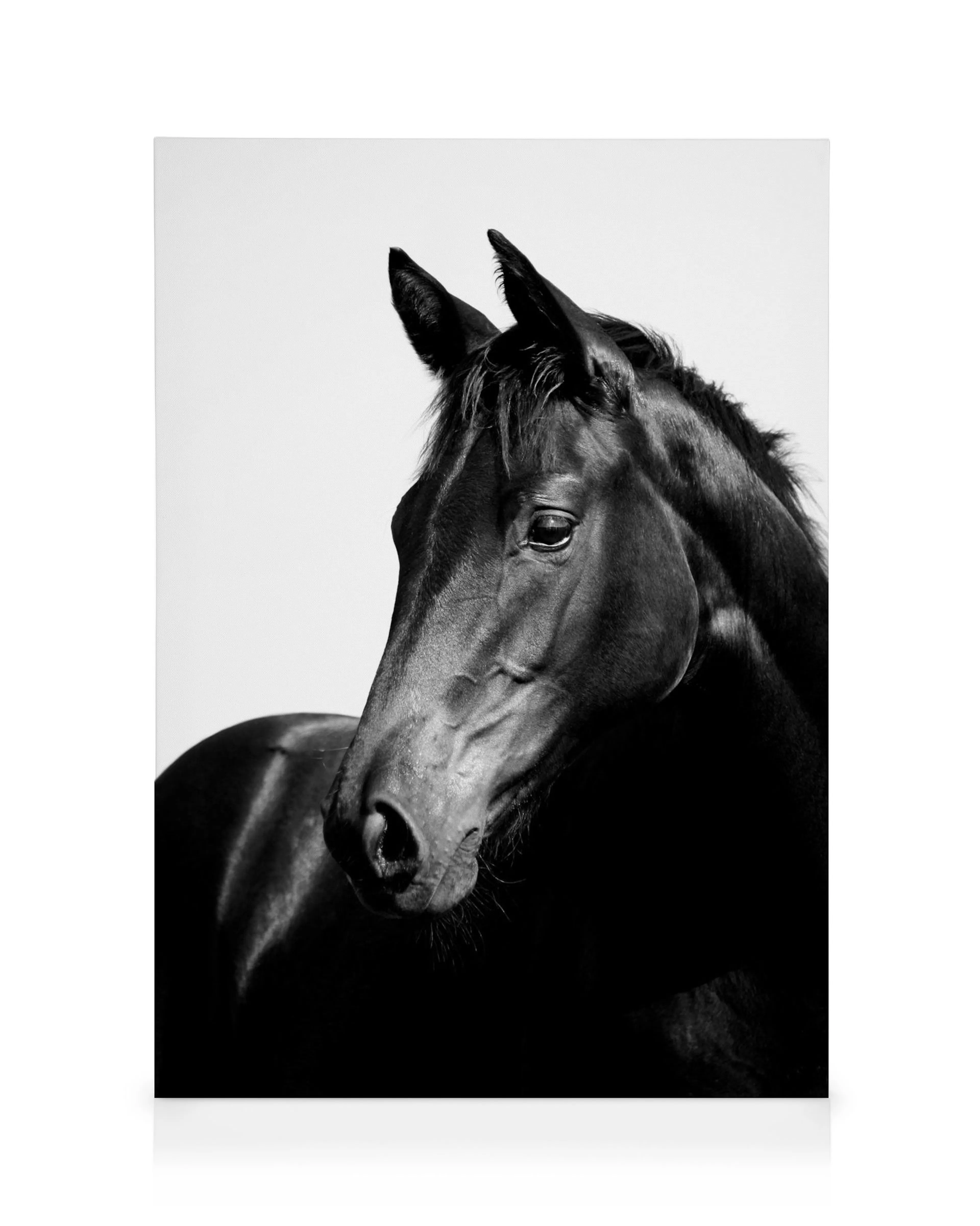 Black stallion canvas print, black and white horse artwork against a plain white background