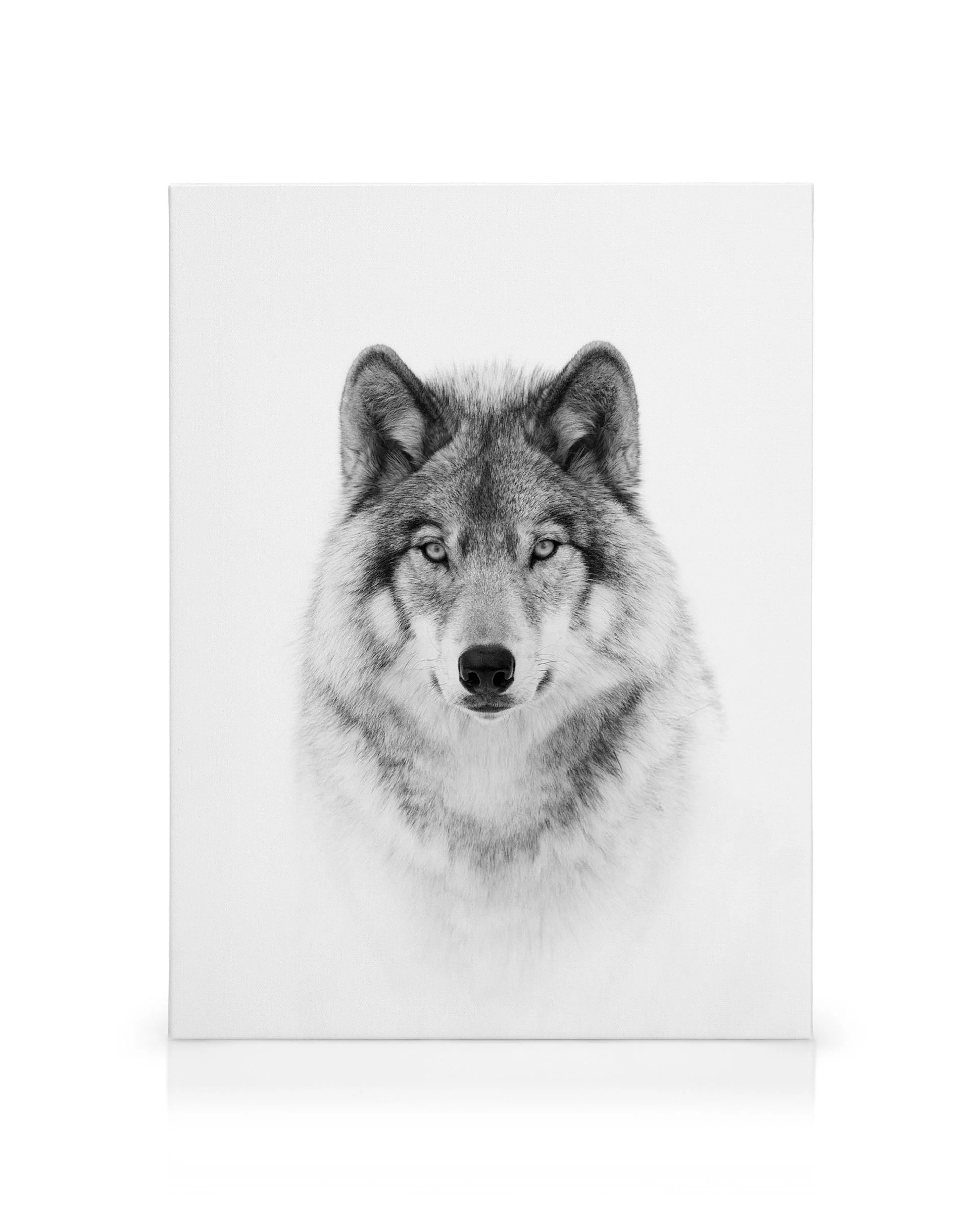 High contrast black and white wolf head with piercing eyes against a white background, wildlife art.
