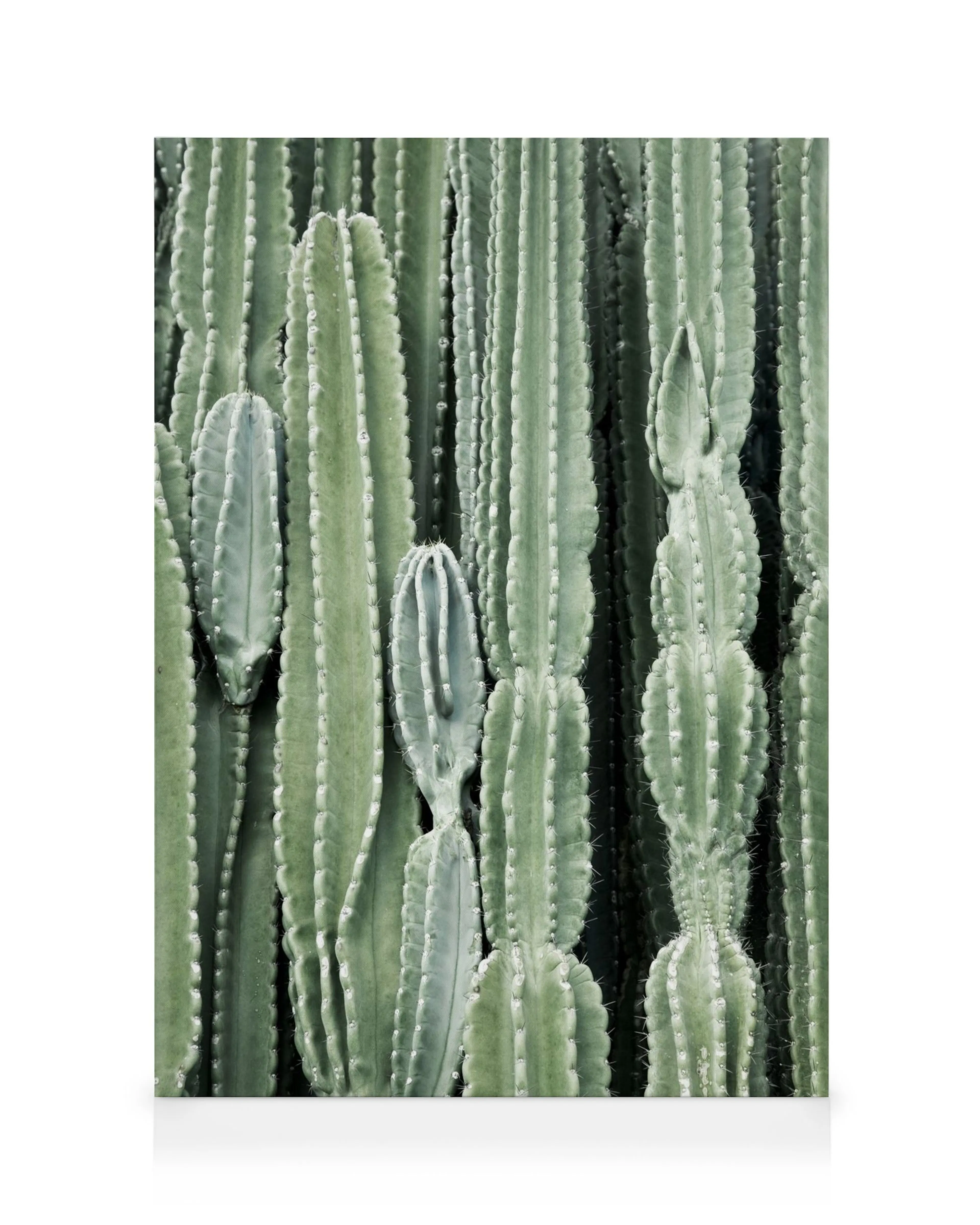 Vibrant green cactus plants with spiky ribs and dark voids, a desert botanical canvas print.