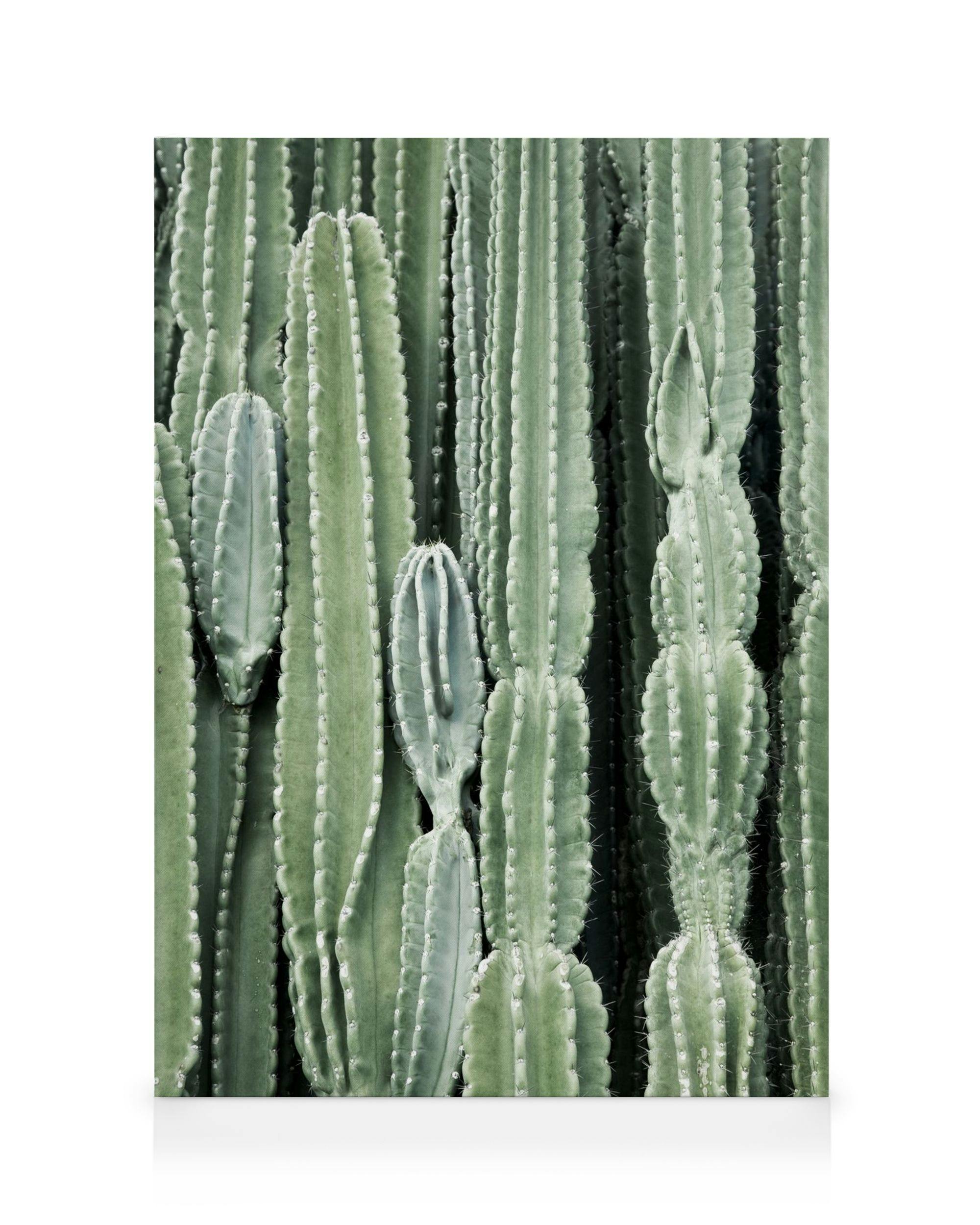 Cactus, Cuadros en lienzo (50x70 cm - Marco de negro)