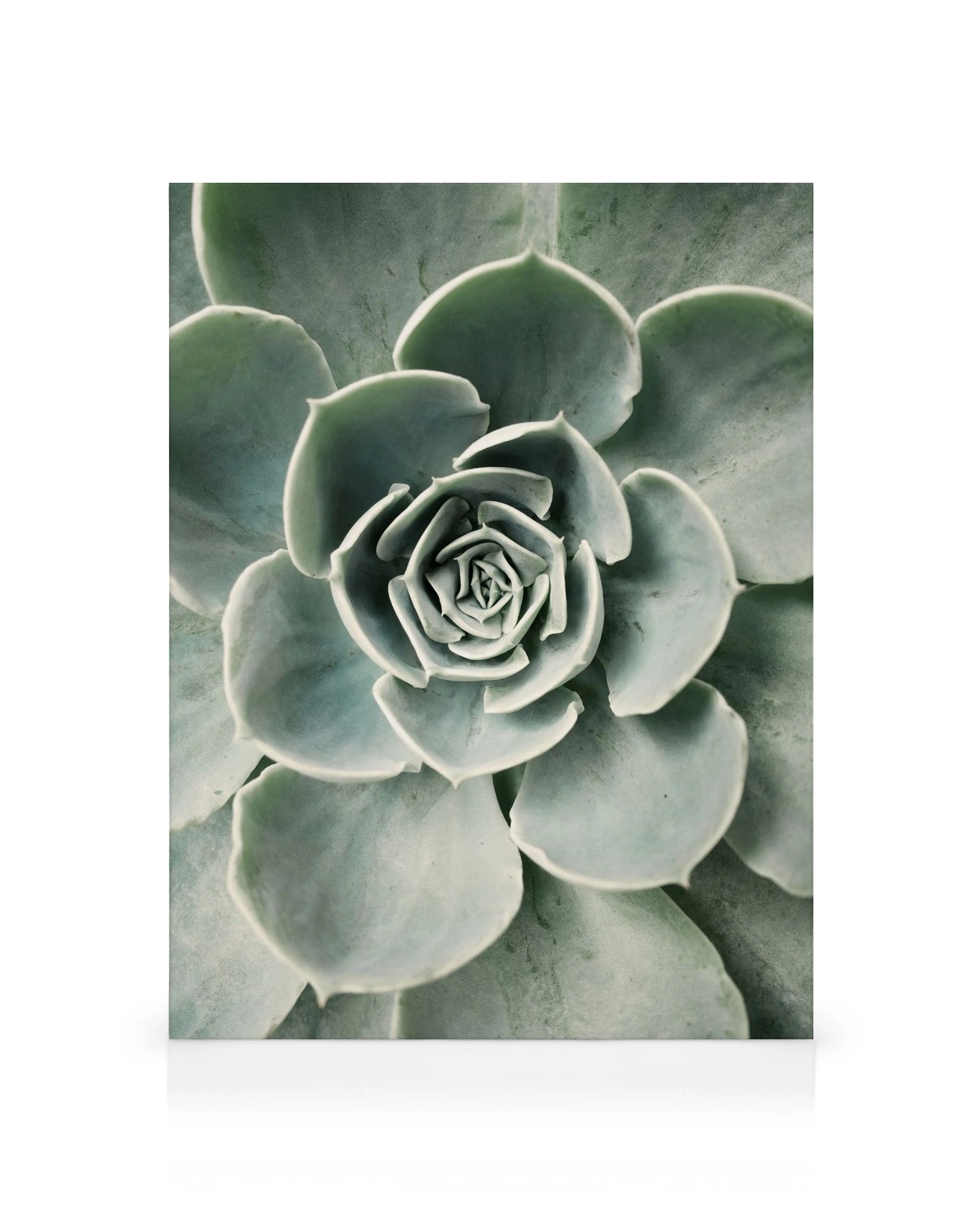 Close-up canvas print of a green succulent plant with rosette leaves