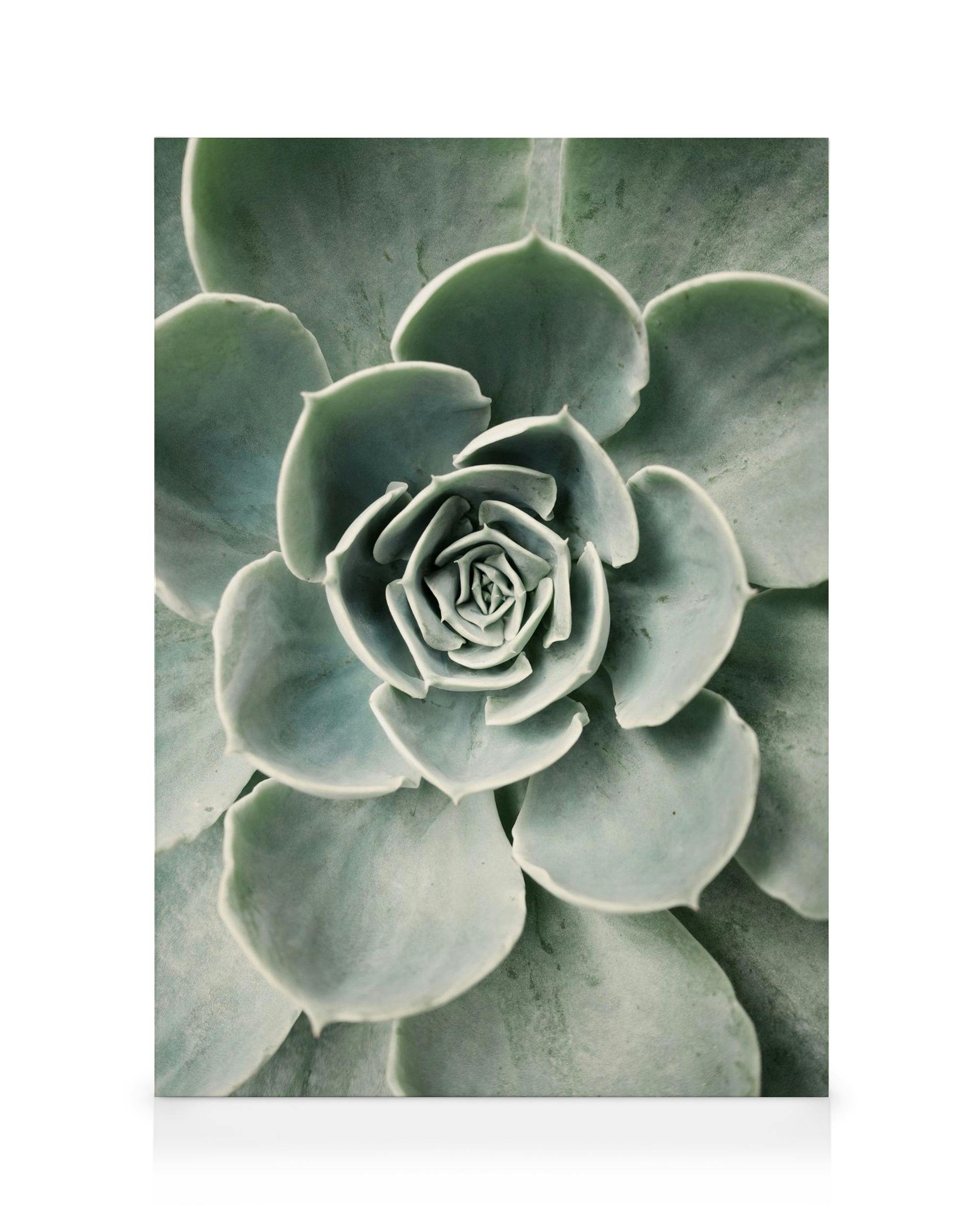 Cactus Flower Canvas (30x40 cm)