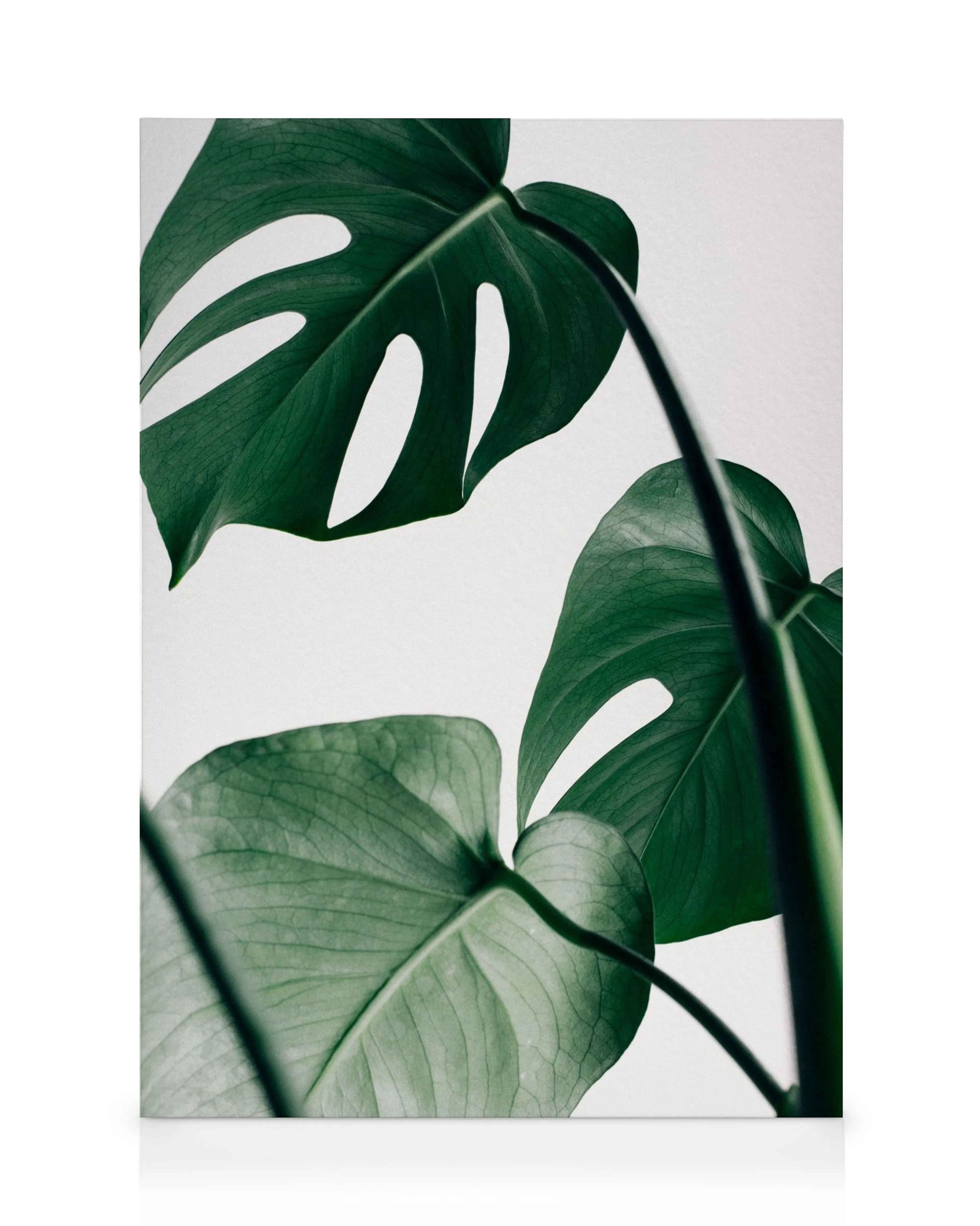 Monstera Three canvas print featuring vibrant dark green tropical leaves on a clean white background.