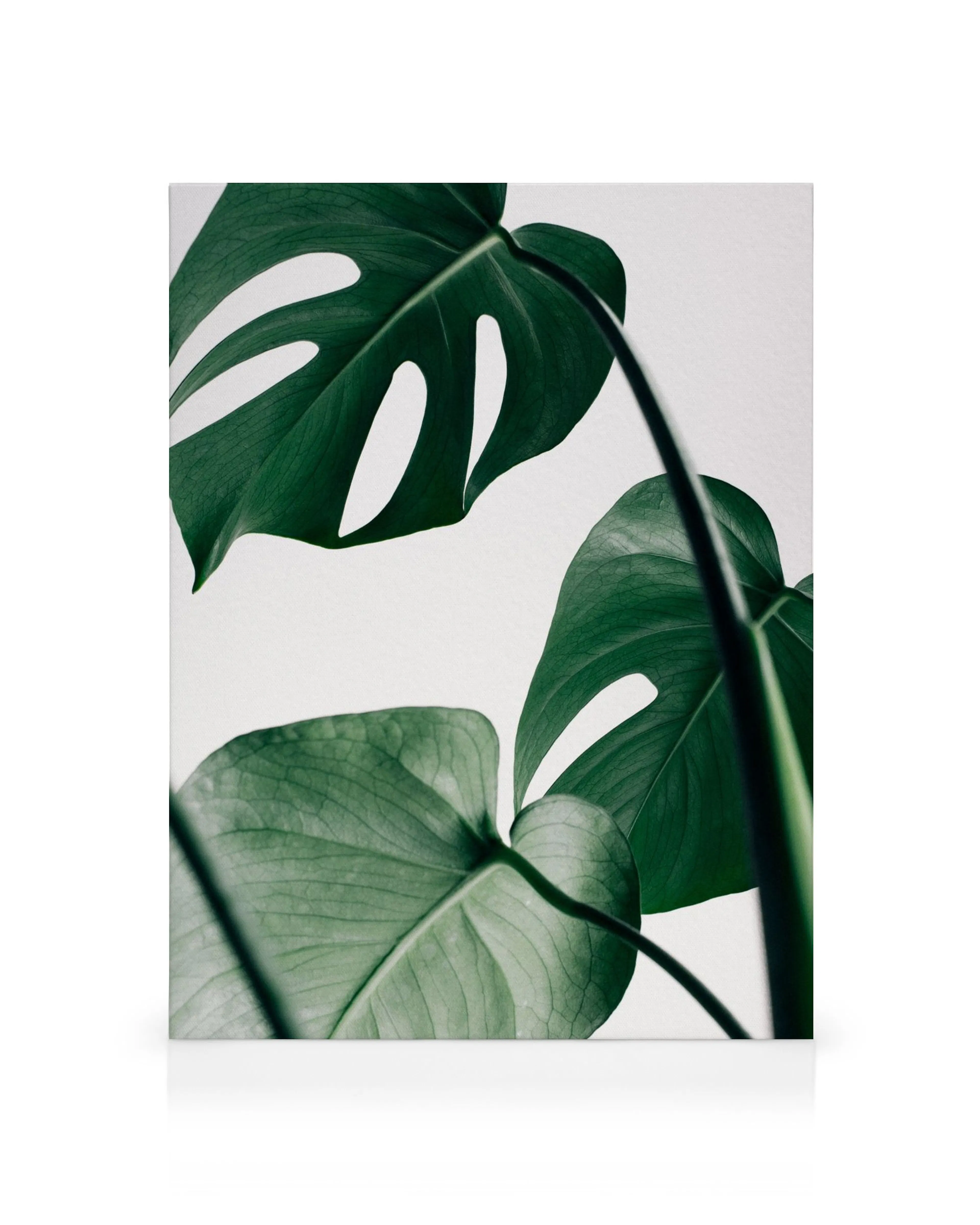 Lærred med tre store grønne monstera blade mod en hvid baggrund, fokuserer på natur og planter.