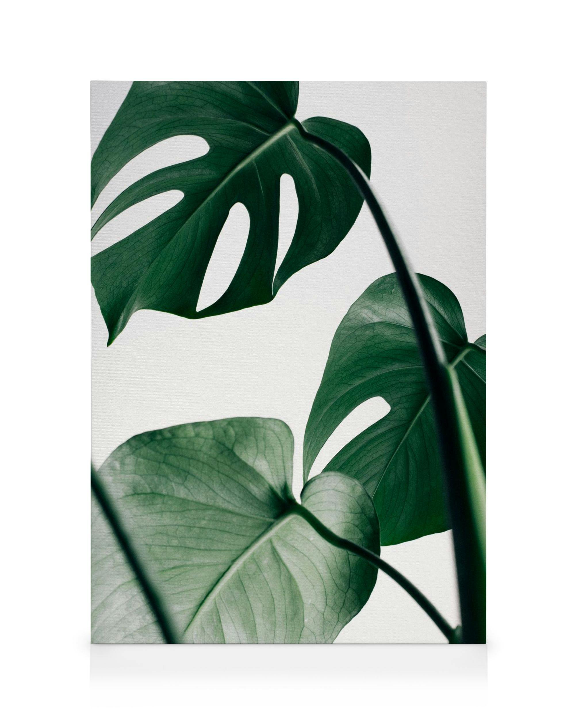 Canvas Prints Monstera Three Canvas print (30x40 cm)