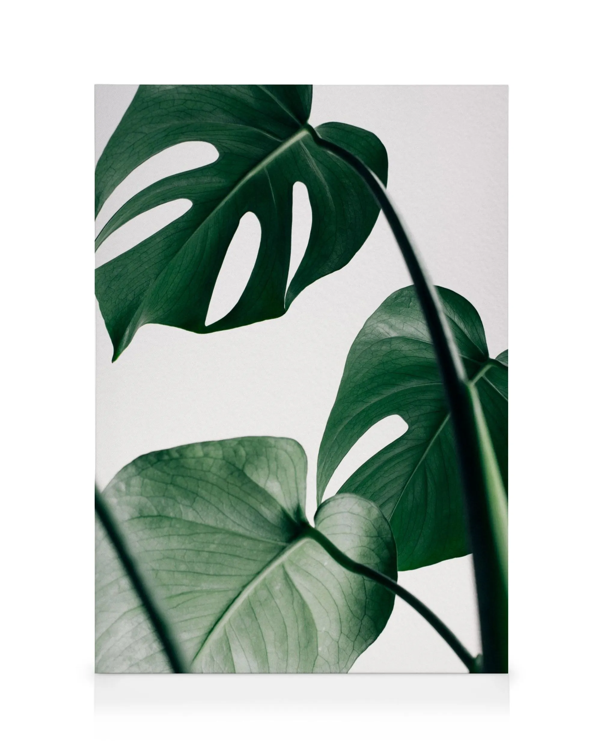 Lienzo fotográfico botánico con tres hojas de monstera verde oscuro sobre un fondo blanco.