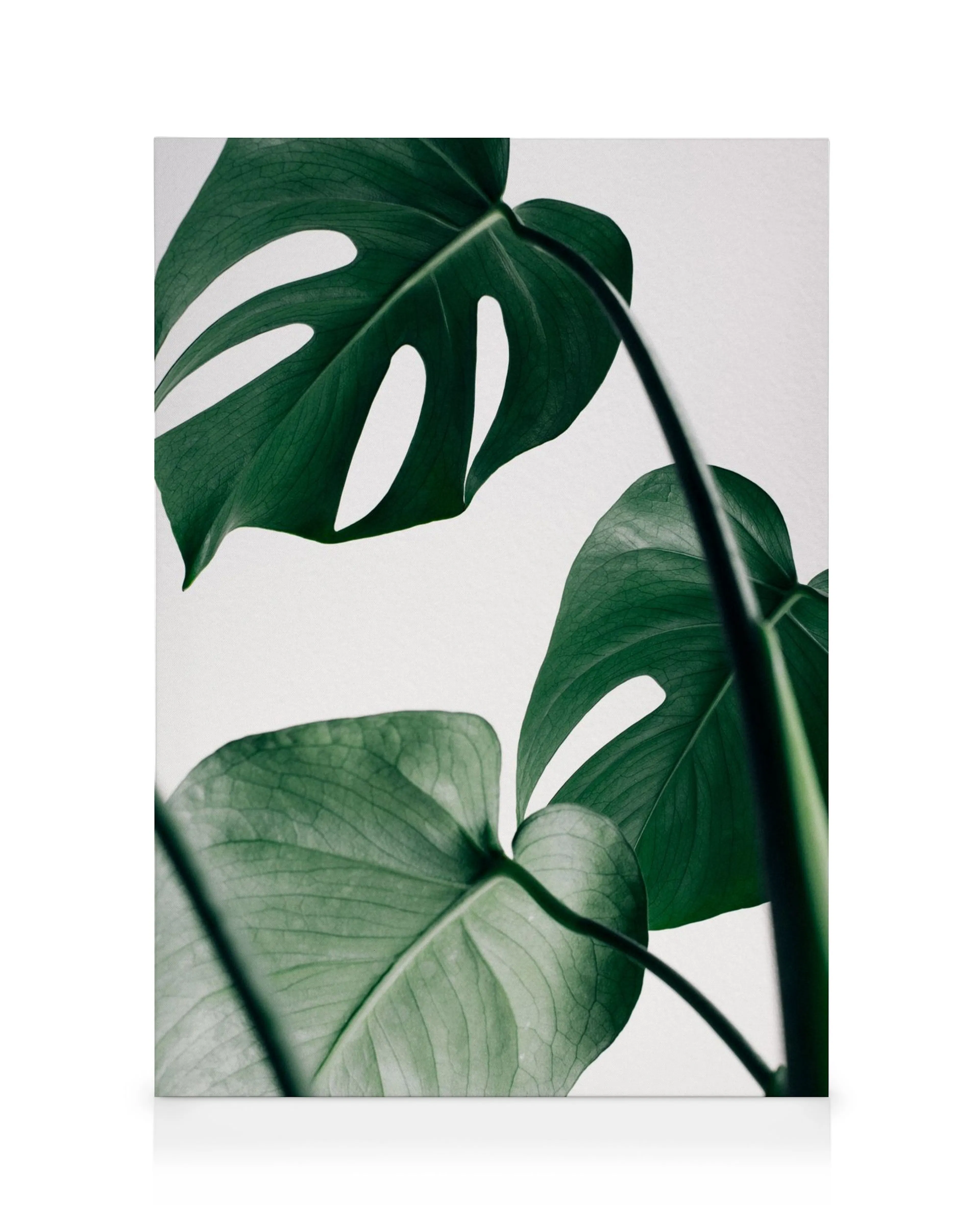 Lienzo fotográfico botánico con tres hojas de monstera verde oscuro sobre un fondo blanco.