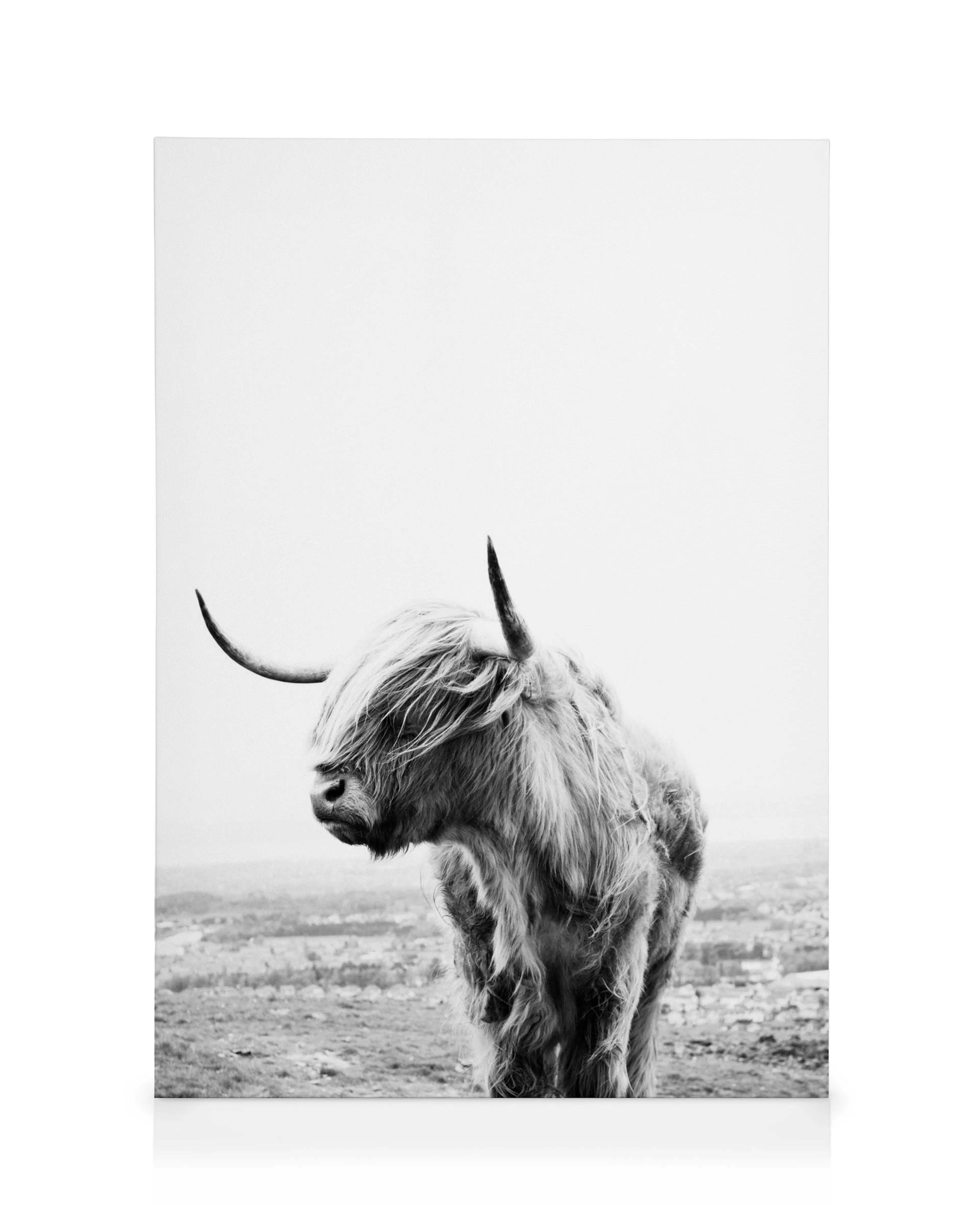 Black and white Highland cow canvas print with blurred background
