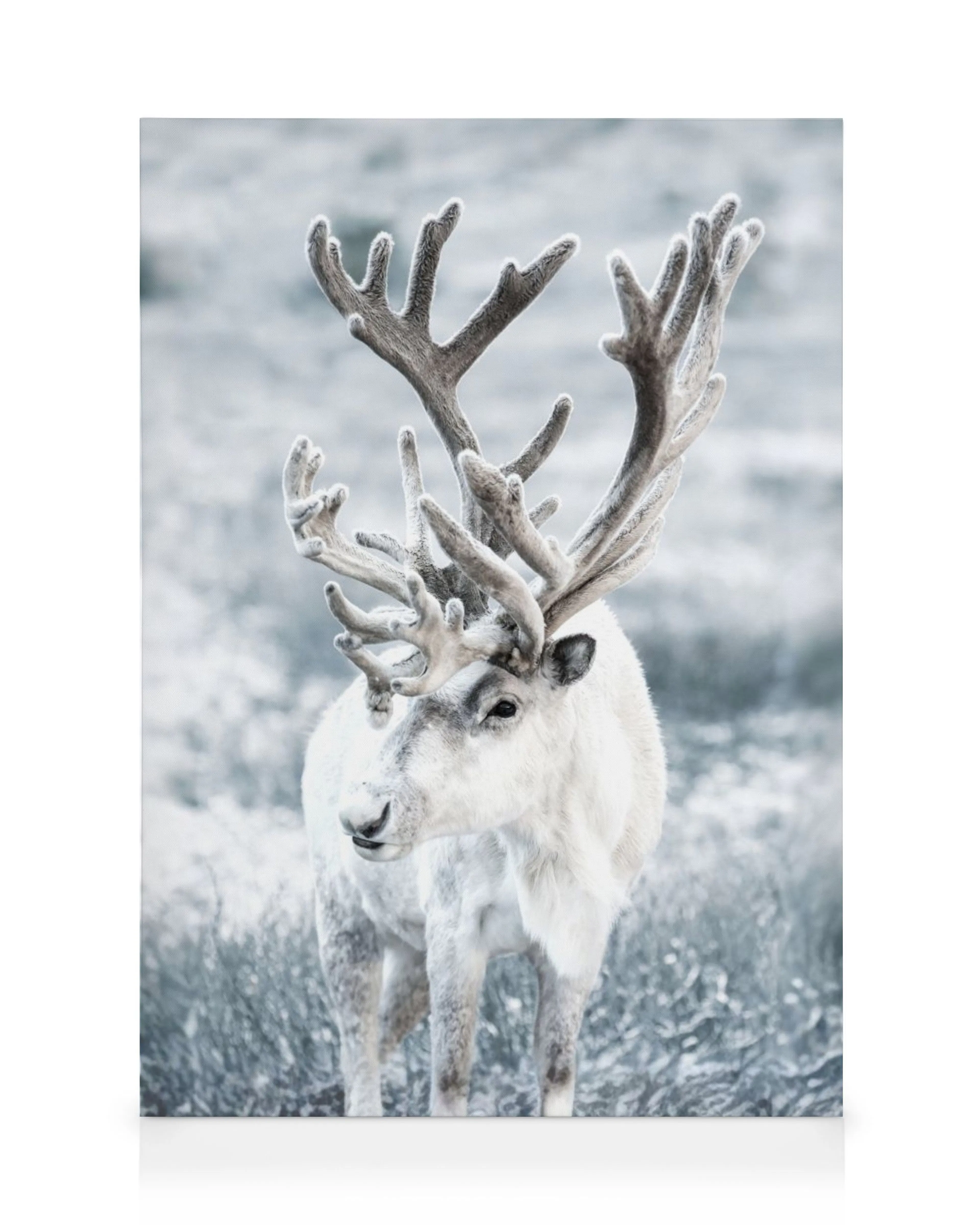 White reindeer with large antlers in a snowy, muted winter landscape, portraying a serene wildlife scene.