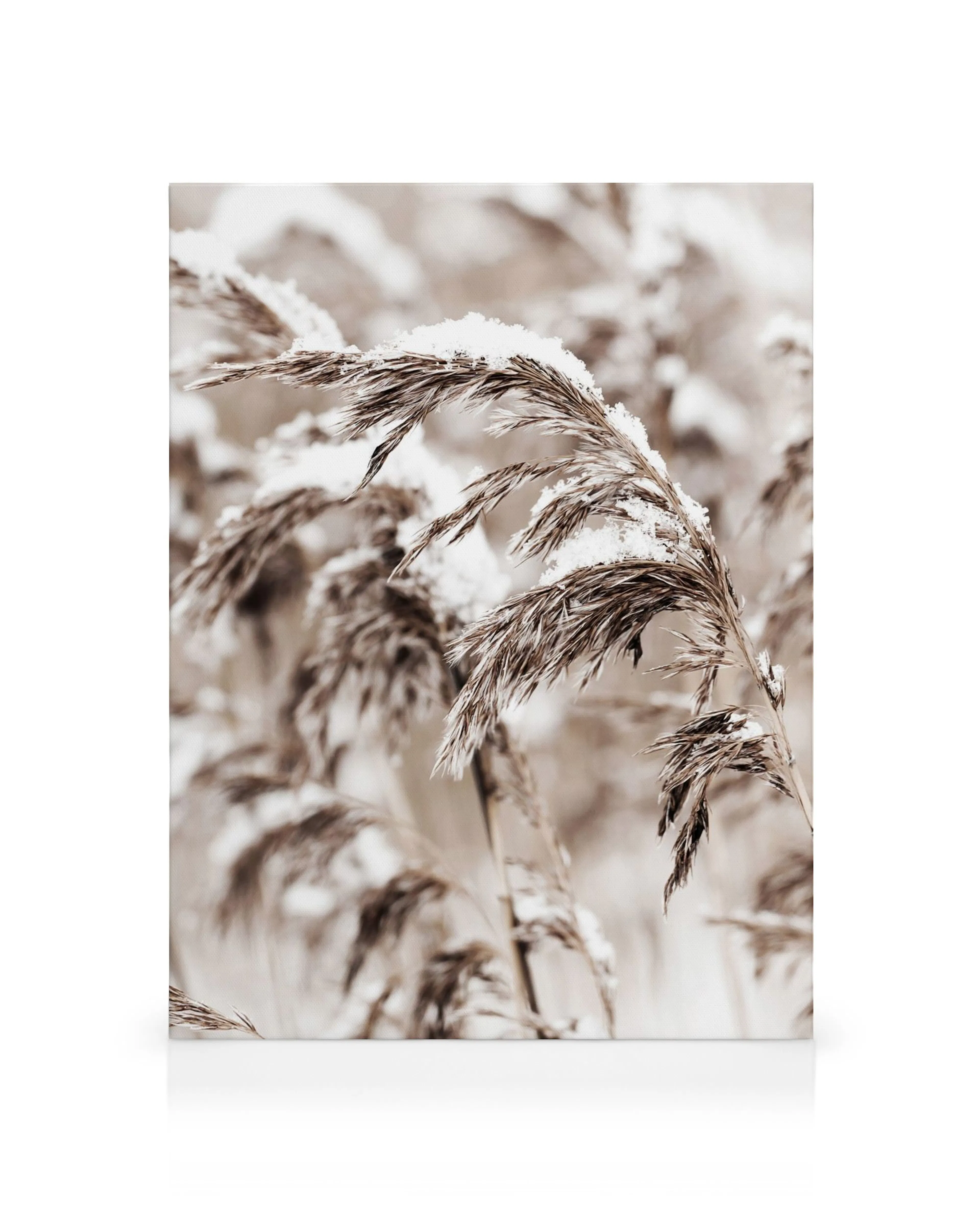 Canvas met besneeuwd riet, bruine en witte kleuren, winterse natuur