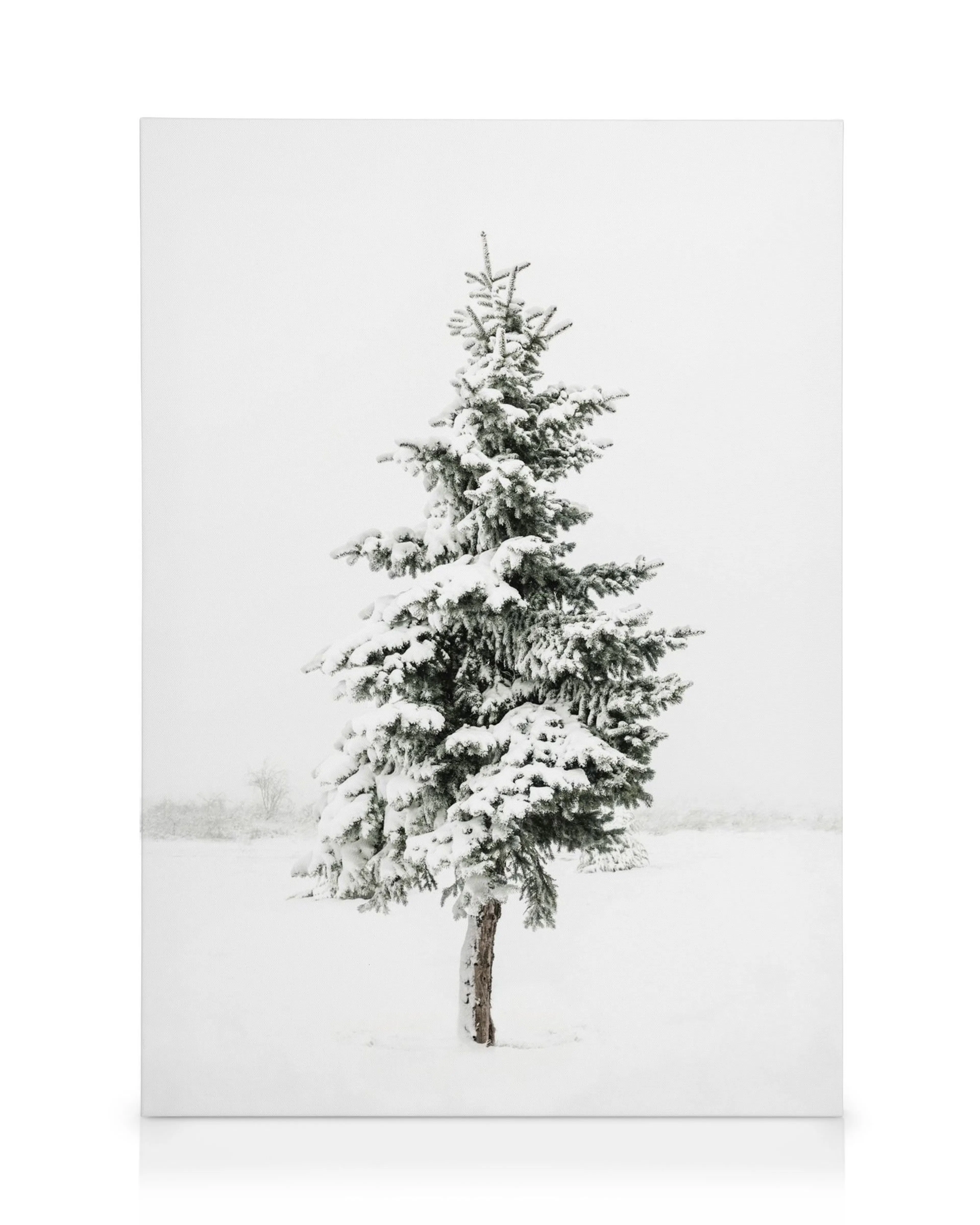 Canvas met een groene spar bedekt met sneeuw, staand in een besneeuwd landschap.