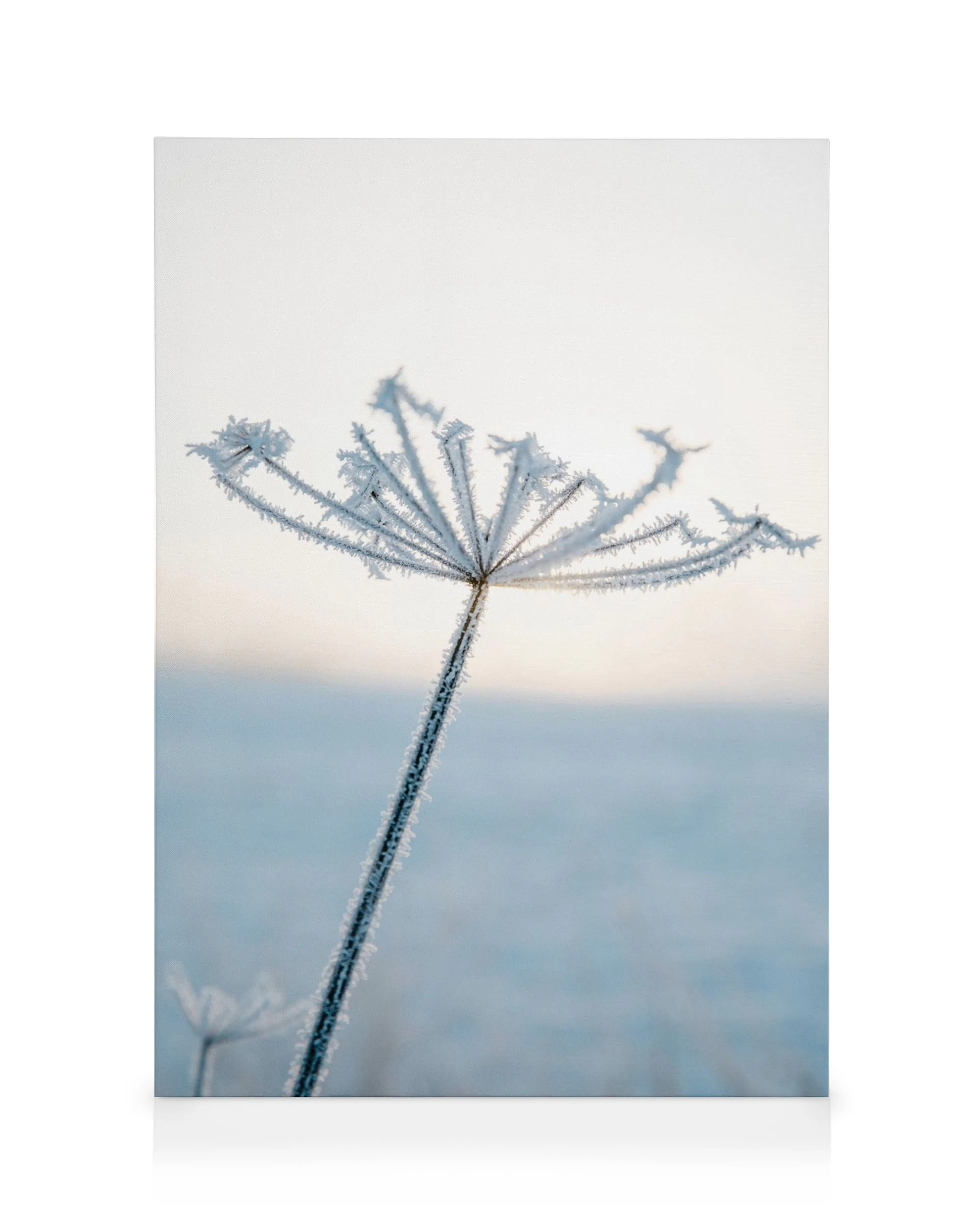 Frosty plant with delicate icy crystals on a wintry blue and white background.