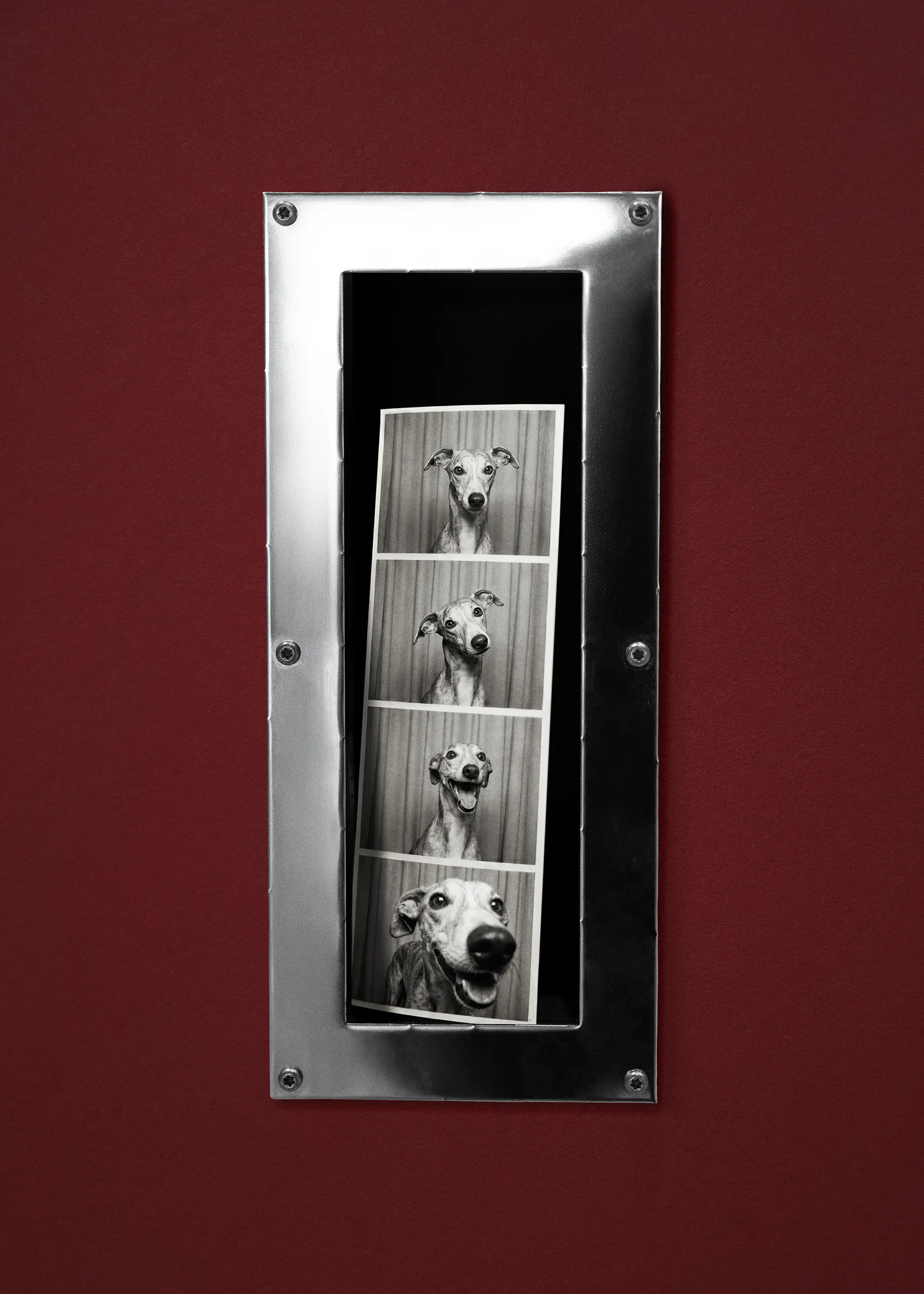 Snout Booth Poster 0
