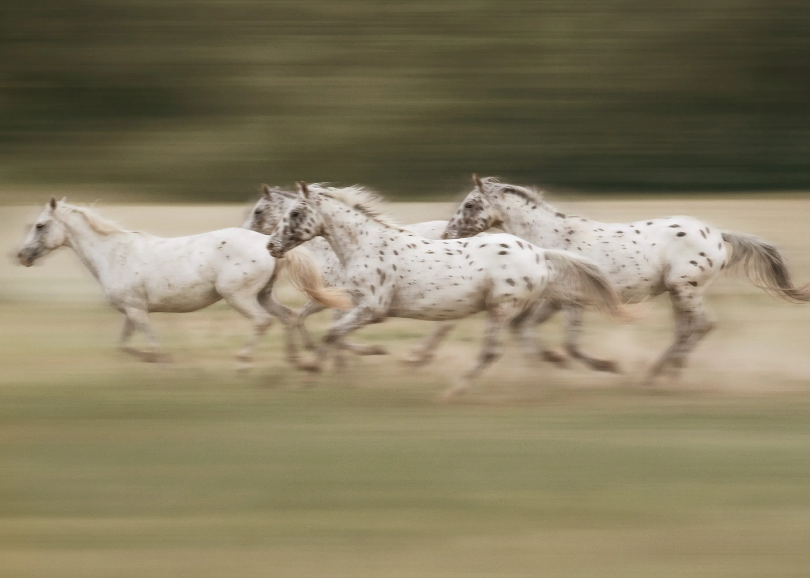Galloping Horses Poster 0